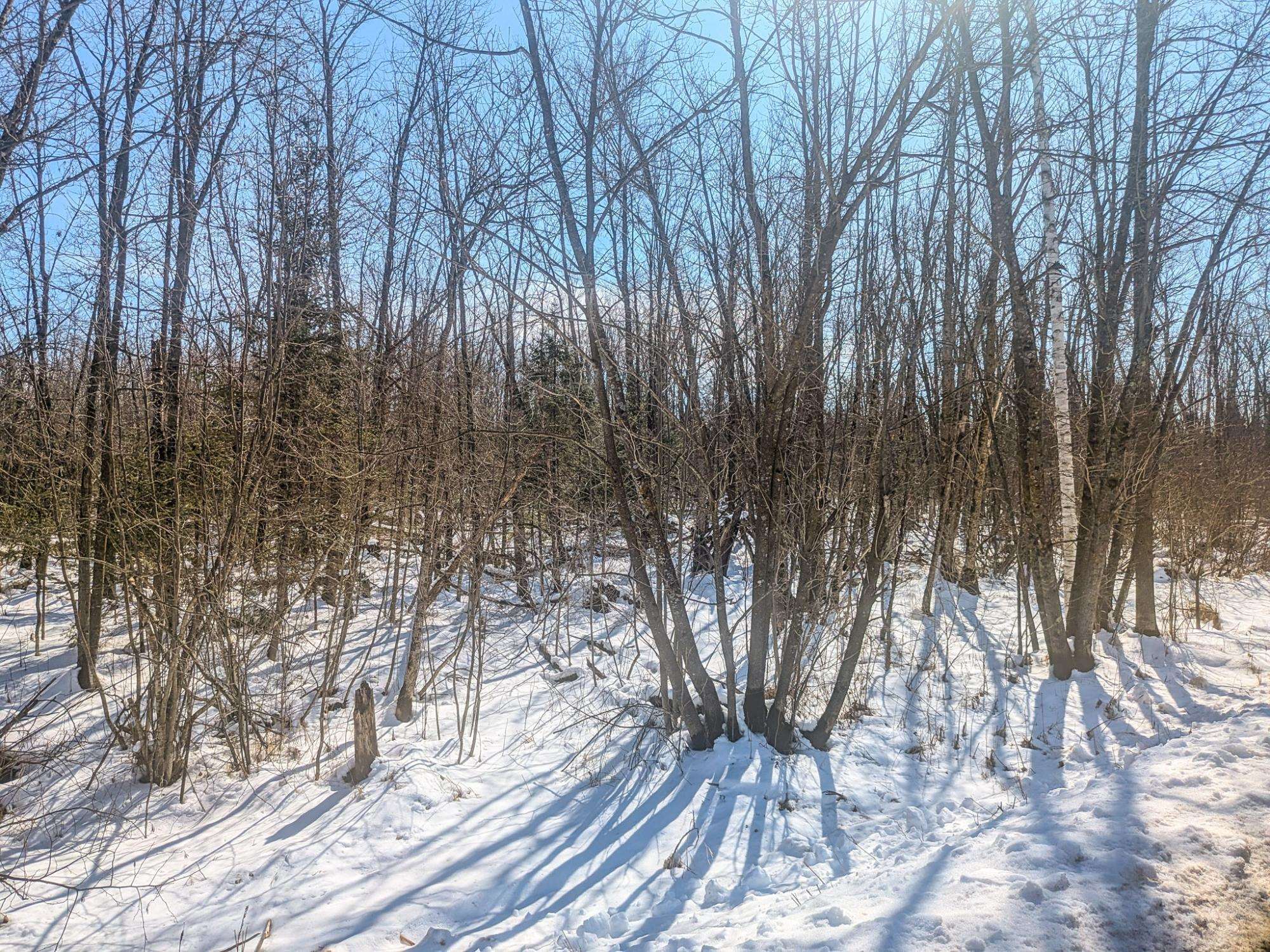 20 Acres on CLOVERLAND, Conrath, Wisconsin 54731, ,Land,For Sale,20 Acres on CLOVERLAND,22601088