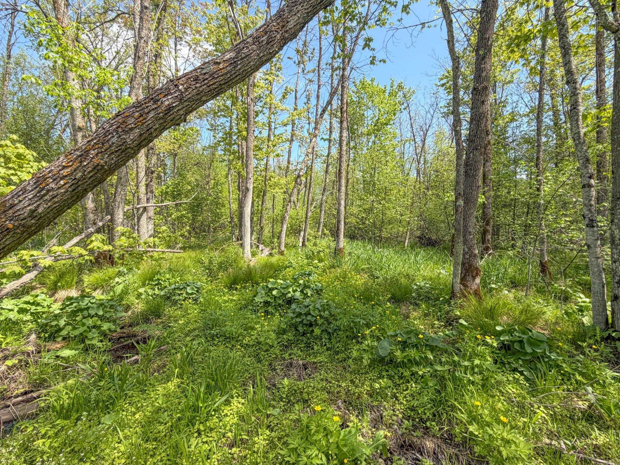 20 Acres on CLOVERLAND, Conrath, Wisconsin 54731, ,Land,For Sale,20 Acres on CLOVERLAND,22601088
