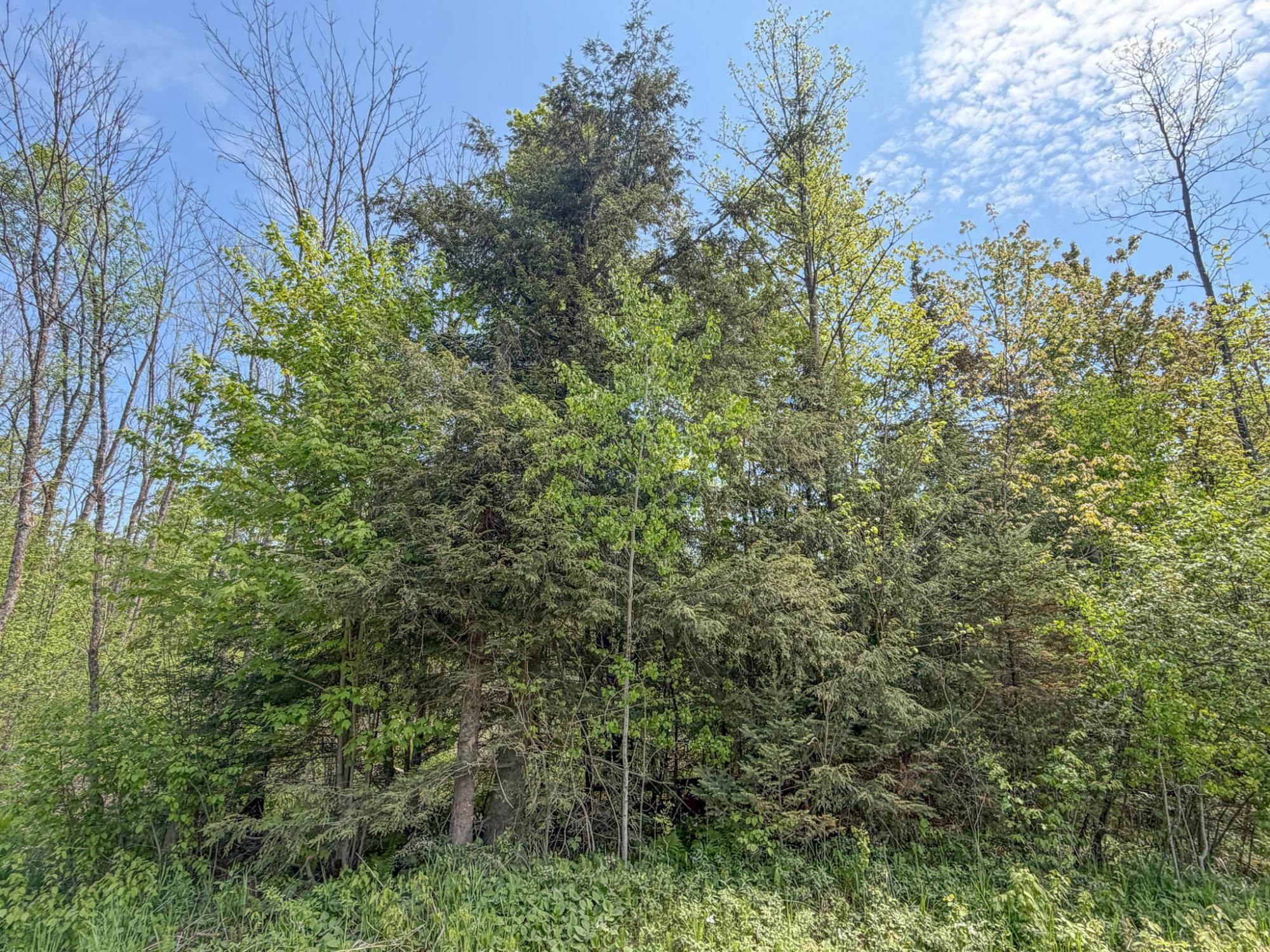 20 Acres on CLOVERLAND, Conrath, Wisconsin 54731, ,Land,For Sale,20 Acres on CLOVERLAND,22601088