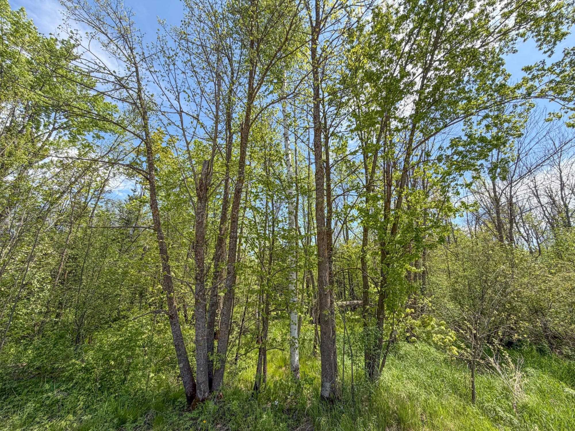 20 Acres on CLOVERLAND, Conrath, Wisconsin 54731, ,Land,For Sale,20 Acres on CLOVERLAND,22601088