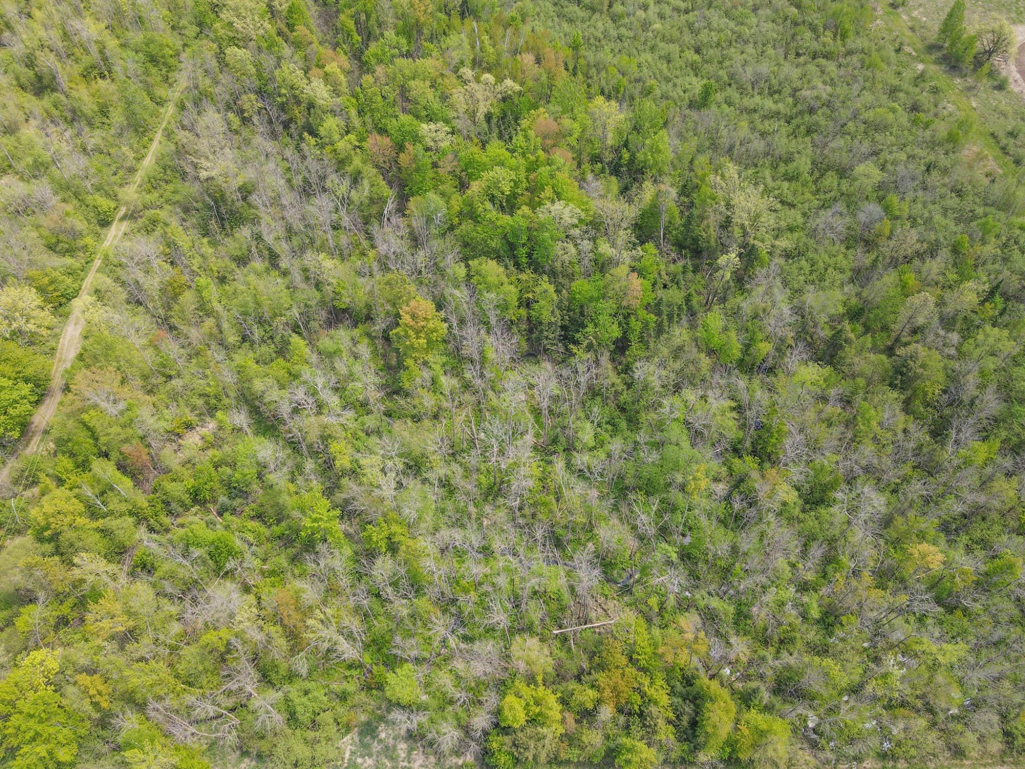 20 Acres on CLOVERLAND, Conrath, Wisconsin 54731, ,Land,For Sale,20 Acres on CLOVERLAND,22601088
