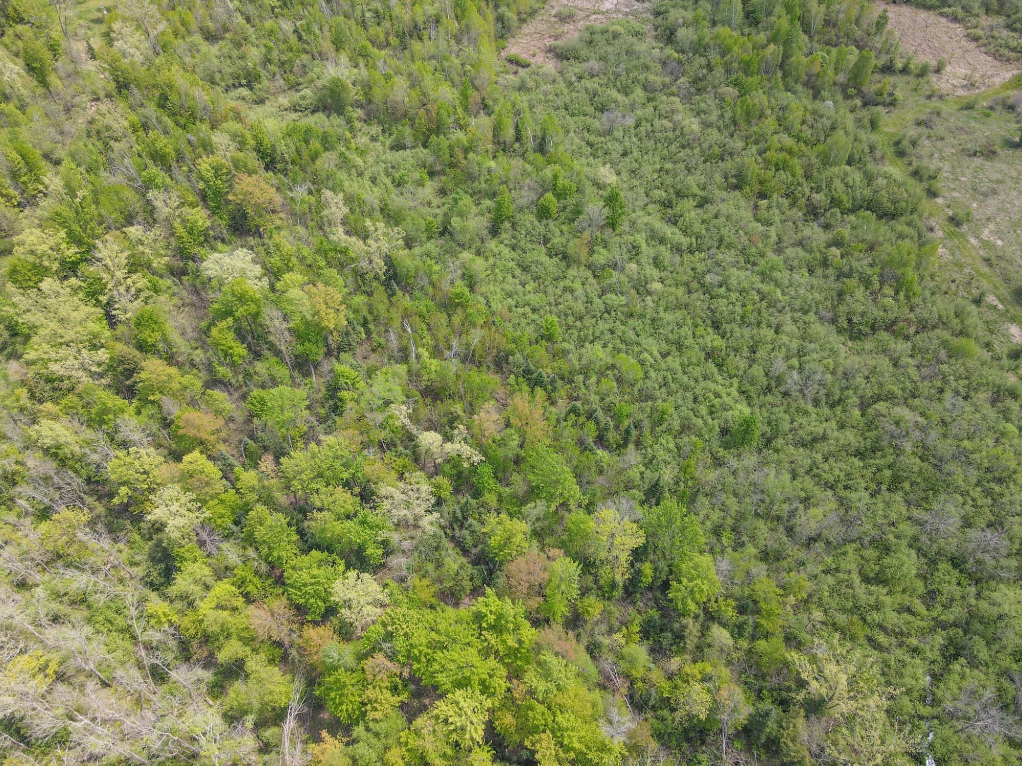 20 Acres on CLOVERLAND, Conrath, Wisconsin 54731, ,Land,For Sale,20 Acres on CLOVERLAND,22601088