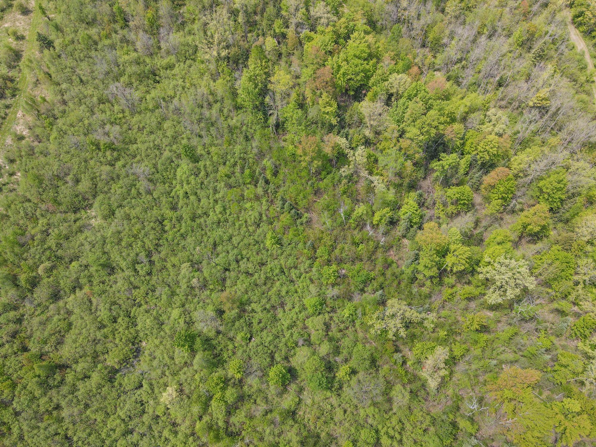 20 Acres on CLOVERLAND, Conrath, Wisconsin 54731, ,Land,For Sale,20 Acres on CLOVERLAND,22601088