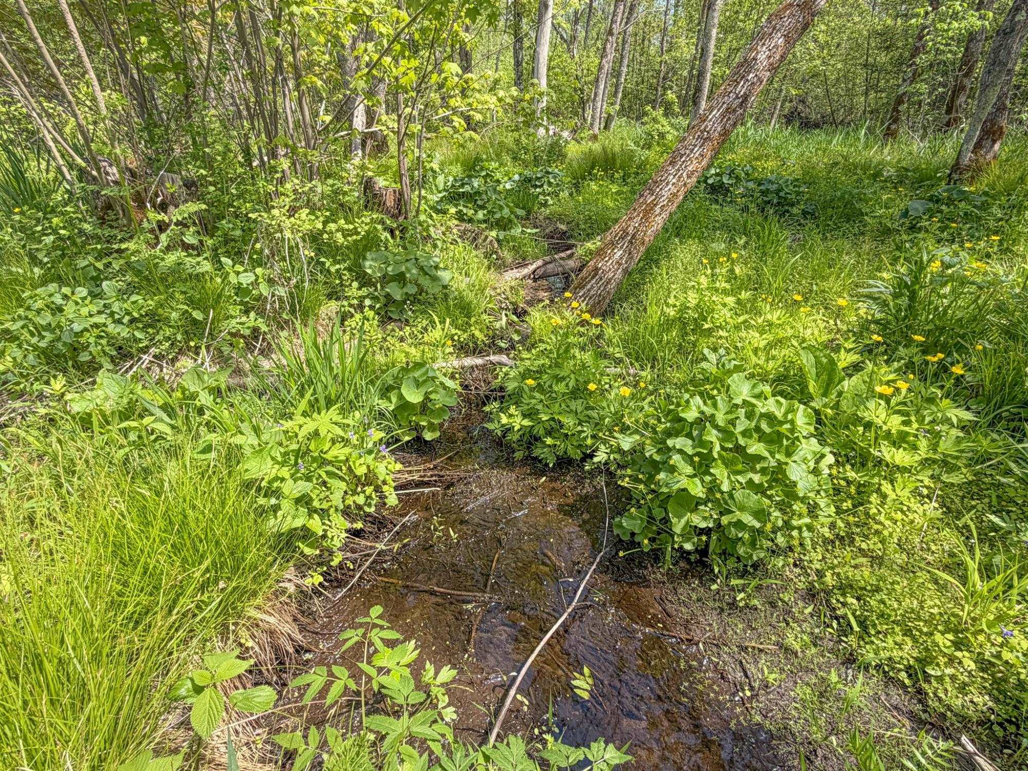 20 Acres on CLOVERLAND, Conrath, Wisconsin 54731, ,Land,For Sale,20 Acres on CLOVERLAND,22601088