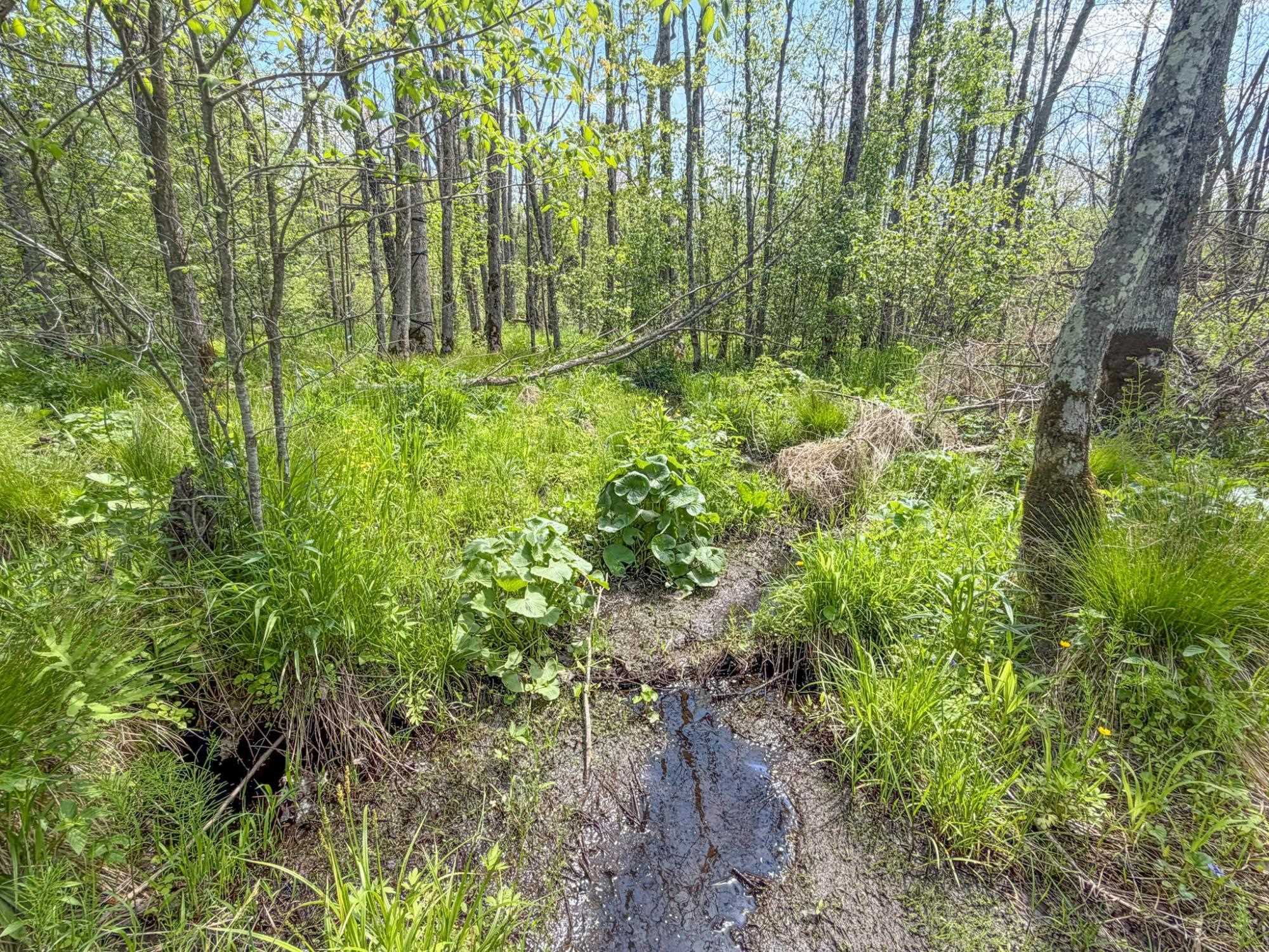 20 Acres on CLOVERLAND, Conrath, Wisconsin 54731, ,Land,For Sale,20 Acres on CLOVERLAND,22601088