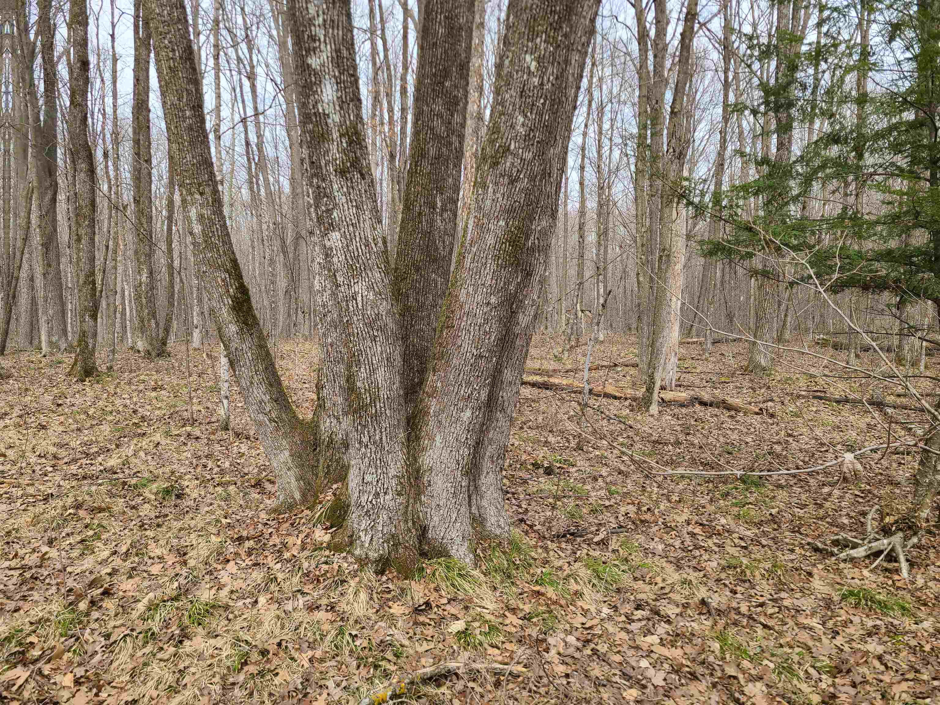W15034 SUNNYSIDE ROAD, Sheldon, Wisconsin 54766, ,Land,For Sale,W15034 SUNNYSIDE ROAD,22601222
