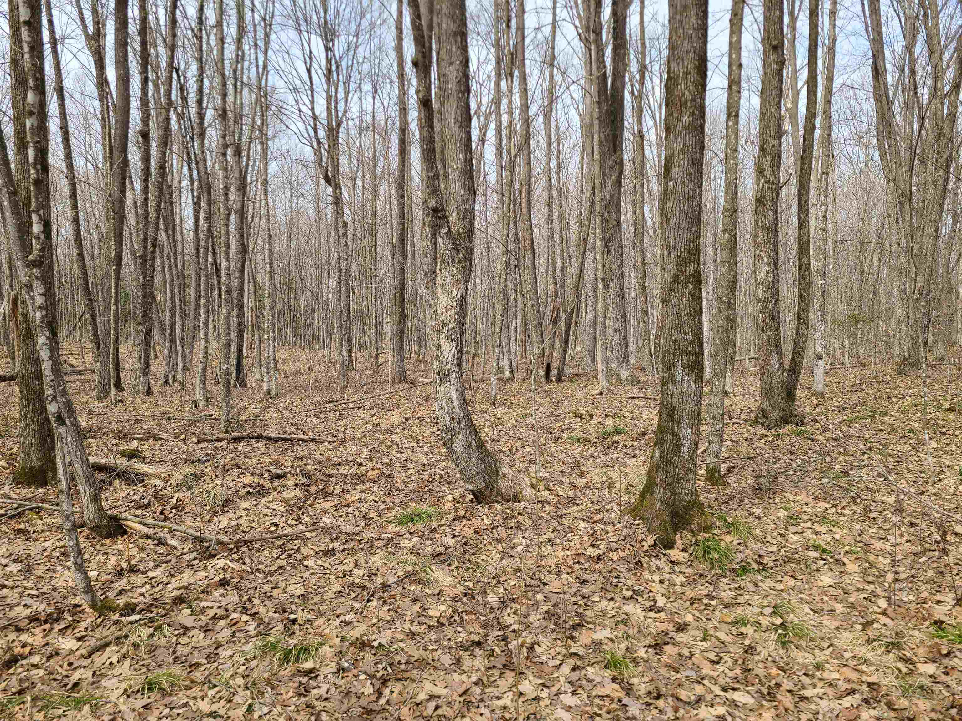 W15034 SUNNYSIDE ROAD, Sheldon, Wisconsin 54766, ,Land,For Sale,W15034 SUNNYSIDE ROAD,22601222