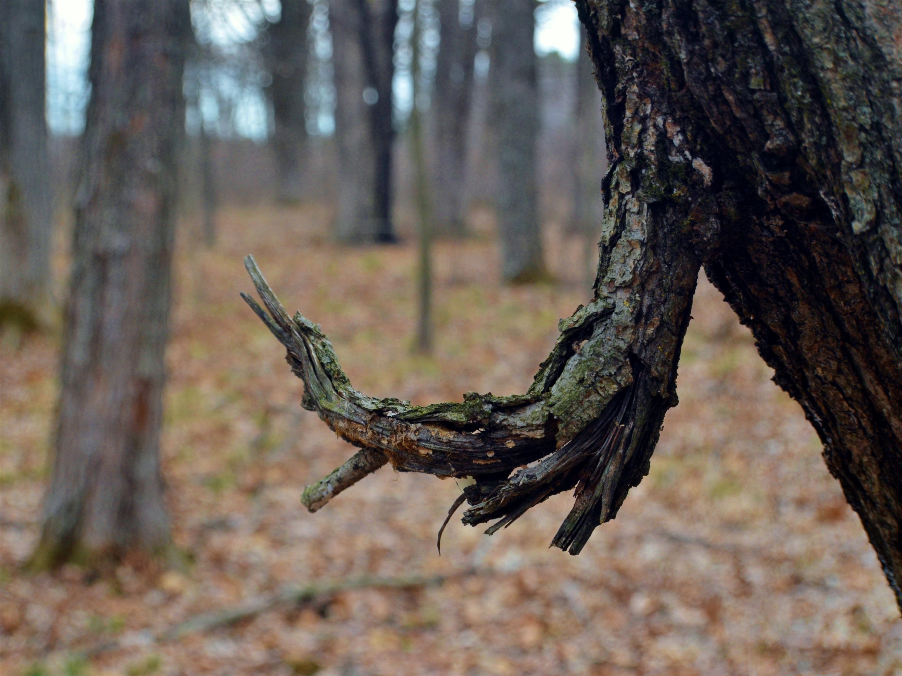 5404 YETTER ROAD, Pittsville, Wisconsin 54466-9717, 4 Bedrooms Bedrooms, ,3 BathroomsBathrooms,Residential,For Sale,5404 YETTER ROAD,22601267