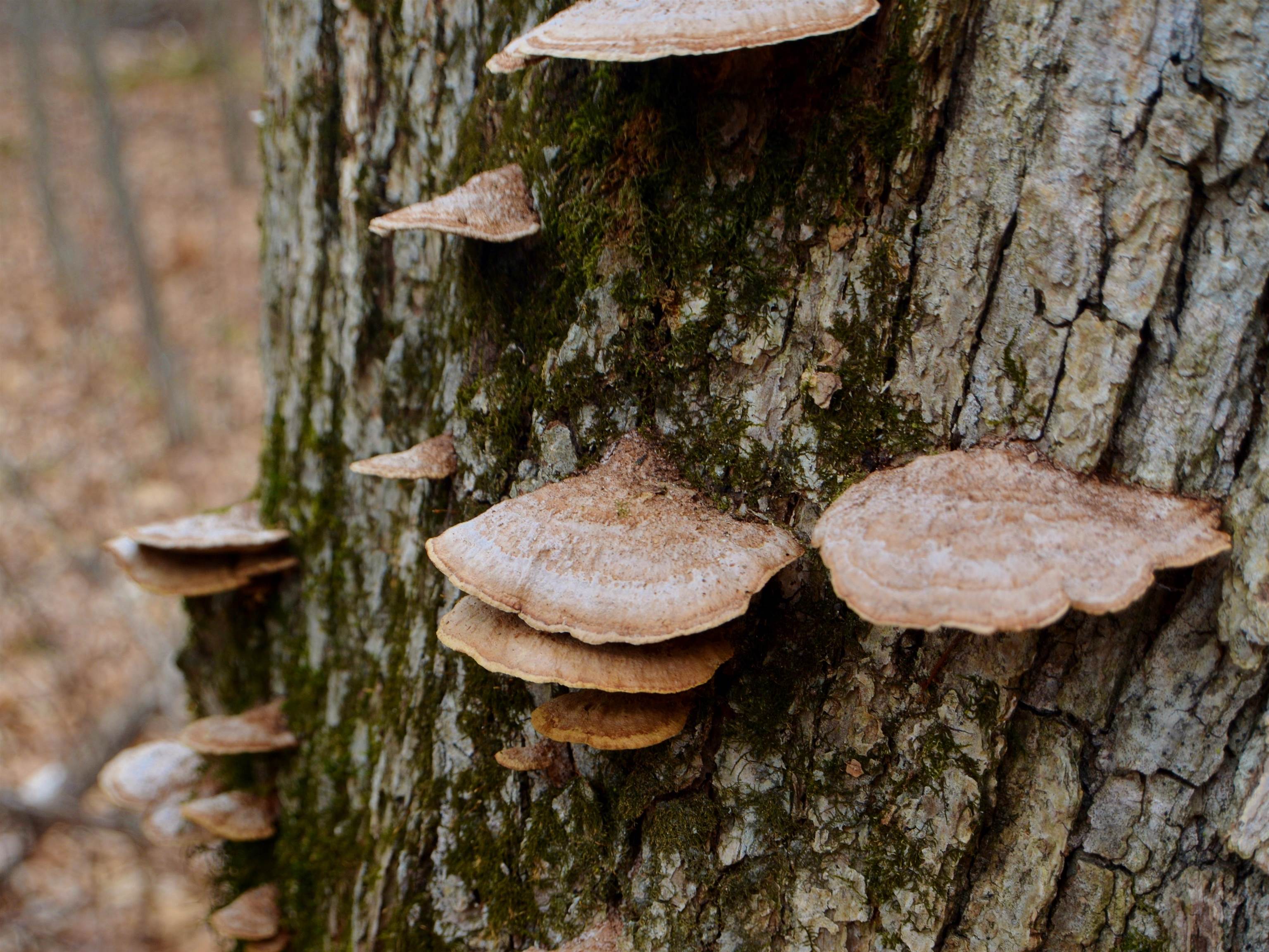 5404 YETTER ROAD, Pittsville, Wisconsin 54466-9717, 4 Bedrooms Bedrooms, ,3 BathroomsBathrooms,Residential,For Sale,5404 YETTER ROAD,22601267