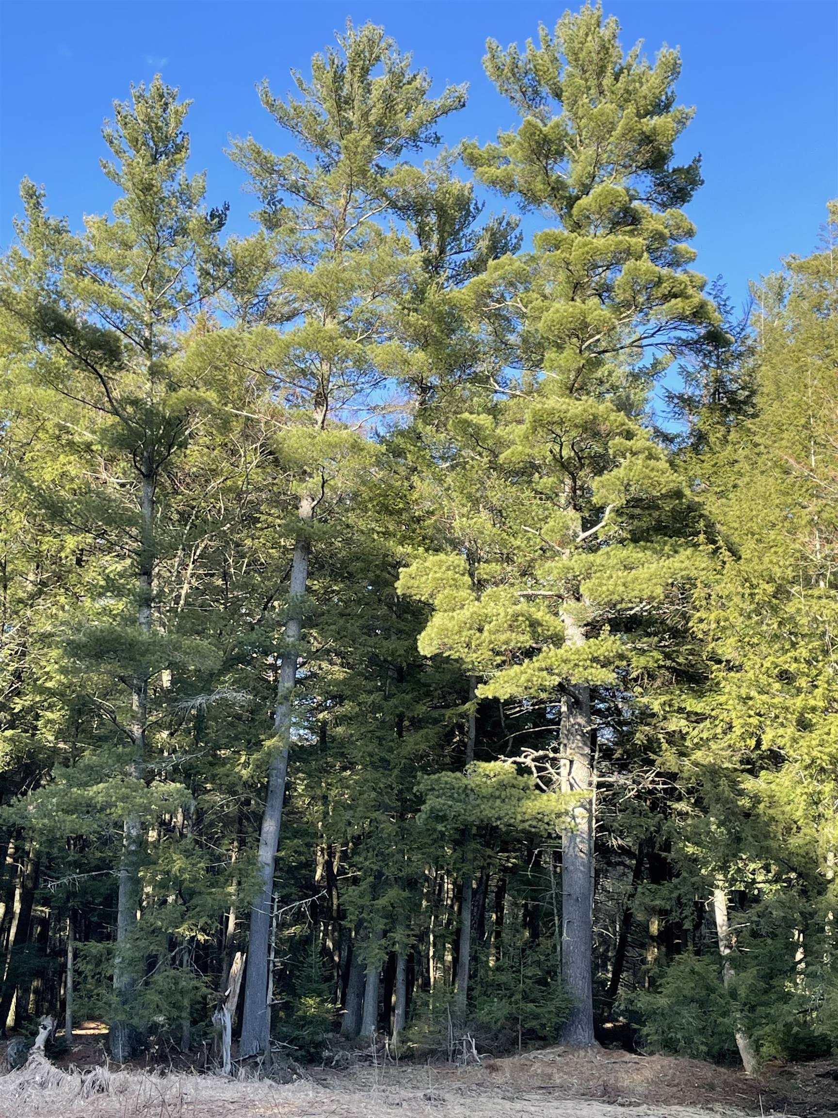 166483 COUNTY ROAD Z, Wausau, Wisconsin 54403, 4 Bedrooms Bedrooms, ,3 BathroomsBathrooms,Residential,For Sale,166483 COUNTY ROAD Z,22601293