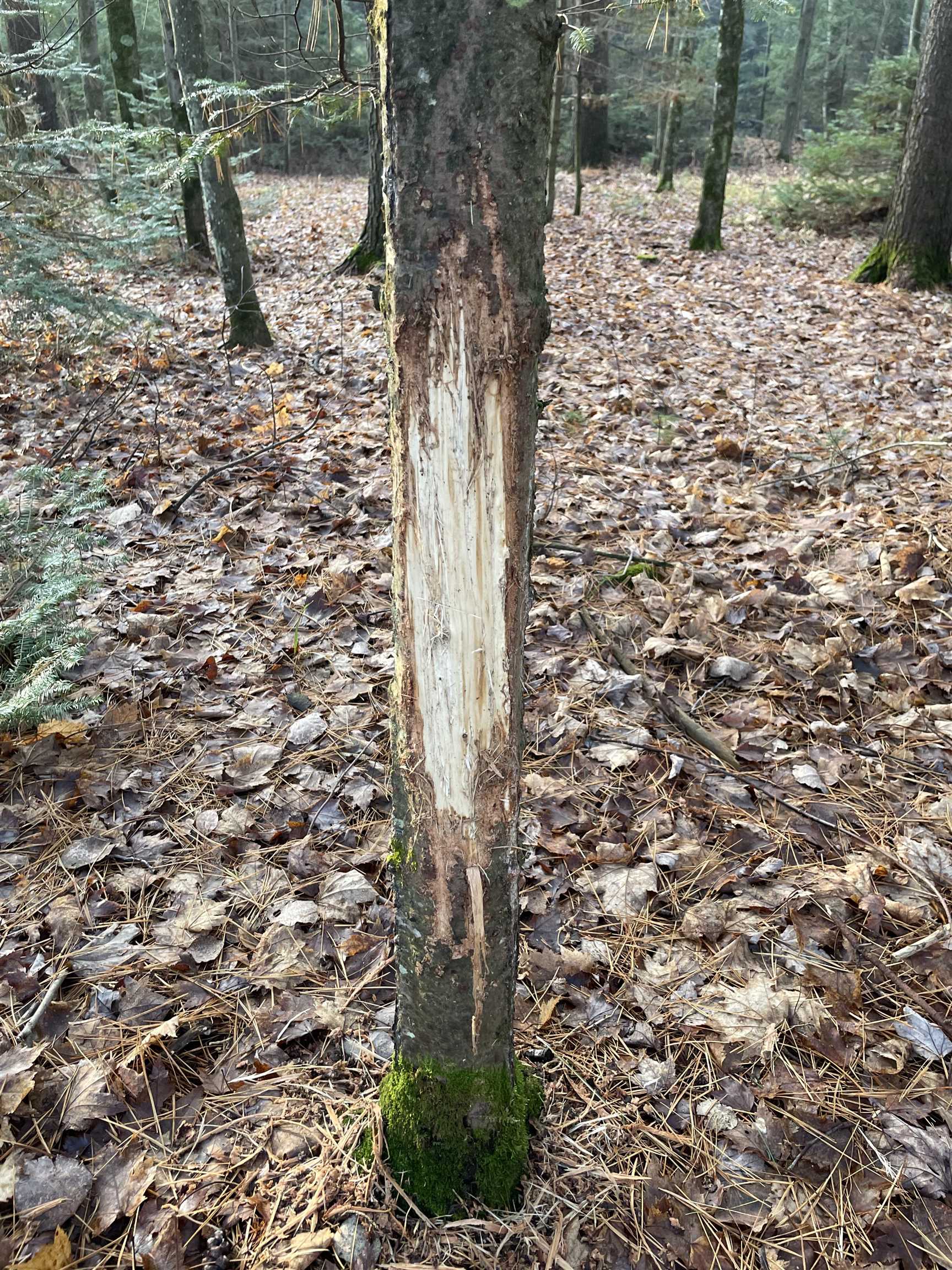 166483 COUNTY ROAD Z, Wausau, Wisconsin 54403, 4 Bedrooms Bedrooms, ,3 BathroomsBathrooms,Residential,For Sale,166483 COUNTY ROAD Z,22601293