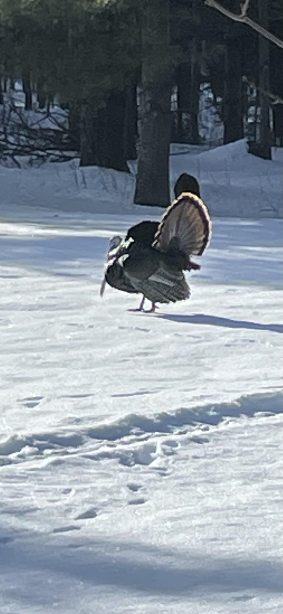 166483 COUNTY ROAD Z, Wausau, Wisconsin 54403, 4 Bedrooms Bedrooms, ,3 BathroomsBathrooms,Residential,For Sale,166483 COUNTY ROAD Z,22601293