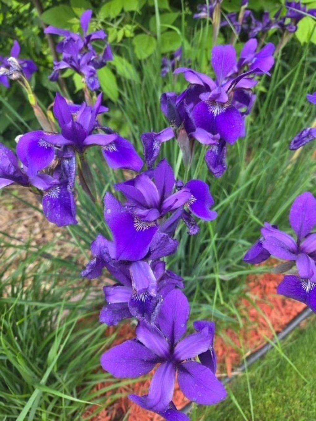 4316 PLEASANT VIEW DRIVE, Stevens Point, Wisconsin 54481, 3 Bedrooms Bedrooms, ,2 BathroomsBathrooms,Residential,For Sale,4316 PLEASANT VIEW DRIVE,22601319