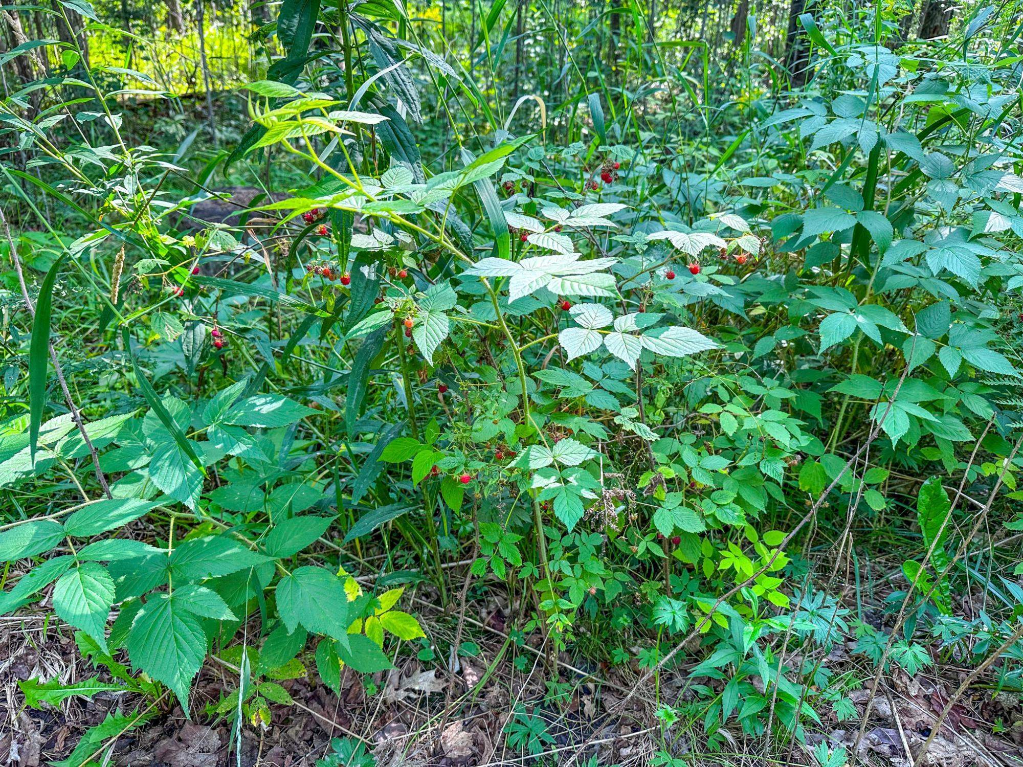 93.89A on KUNDINGER ROAD, Park Falls, Wisconsin 54552, ,Land,For Sale,93.89A on KUNDINGER ROAD,22601354