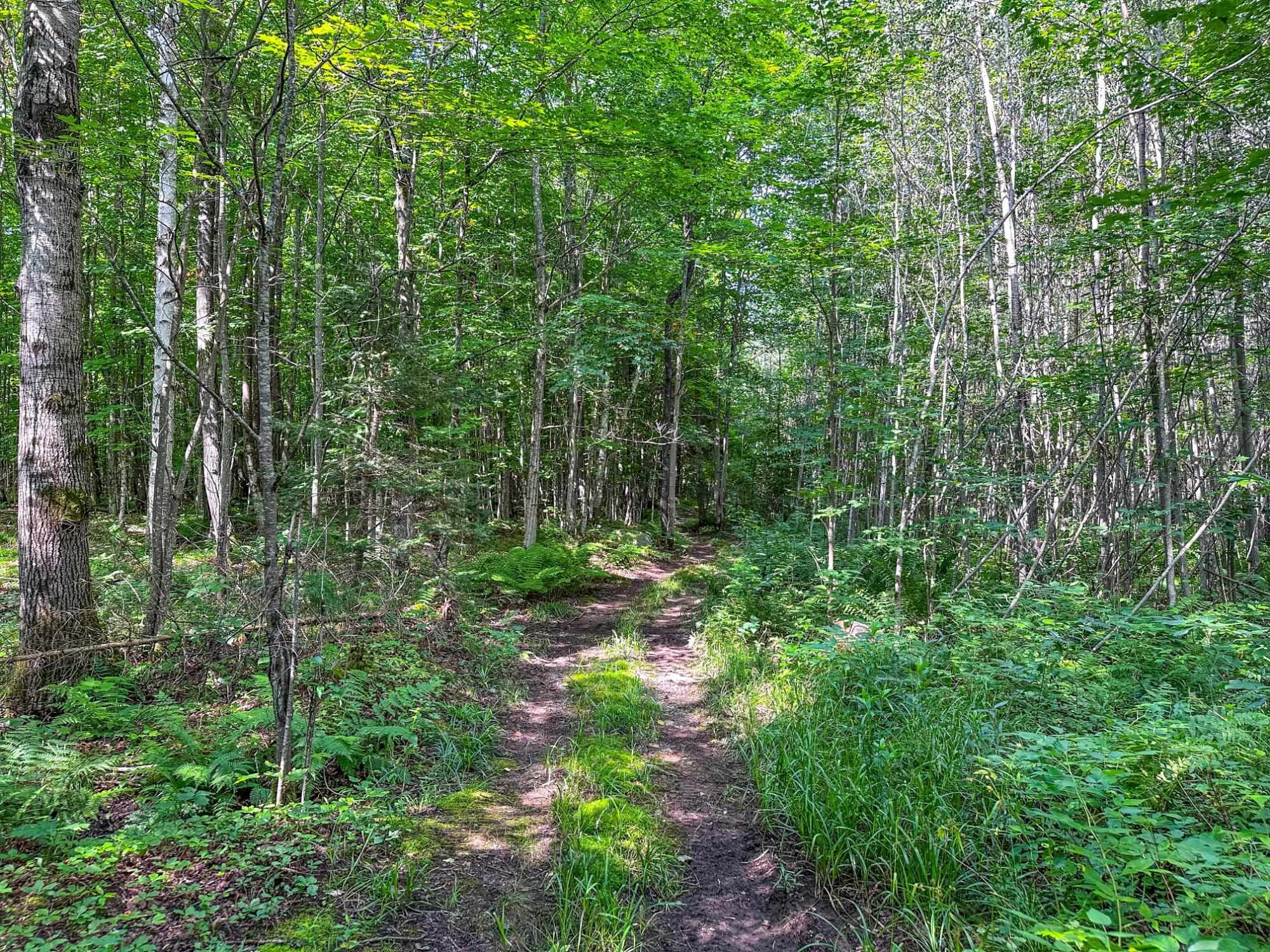 93.89A on KUNDINGER ROAD, Park Falls, Wisconsin 54552, ,Land,For Sale,93.89A on KUNDINGER ROAD,22601354