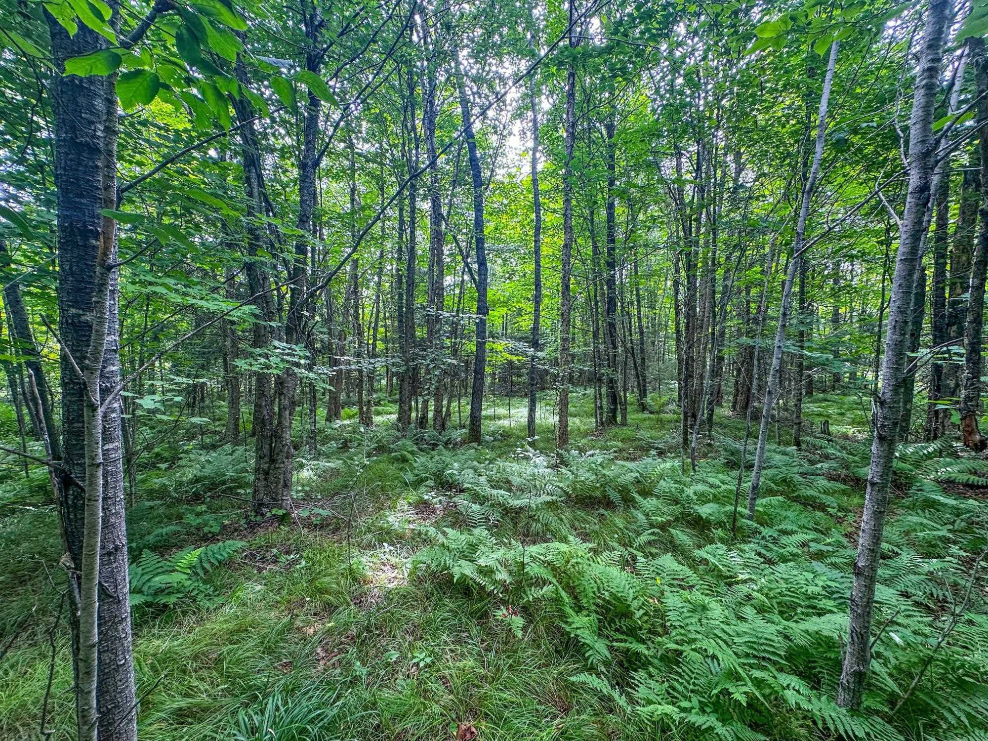 93.89A on KUNDINGER ROAD, Park Falls, Wisconsin 54552, ,Land,For Sale,93.89A on KUNDINGER ROAD,22601354