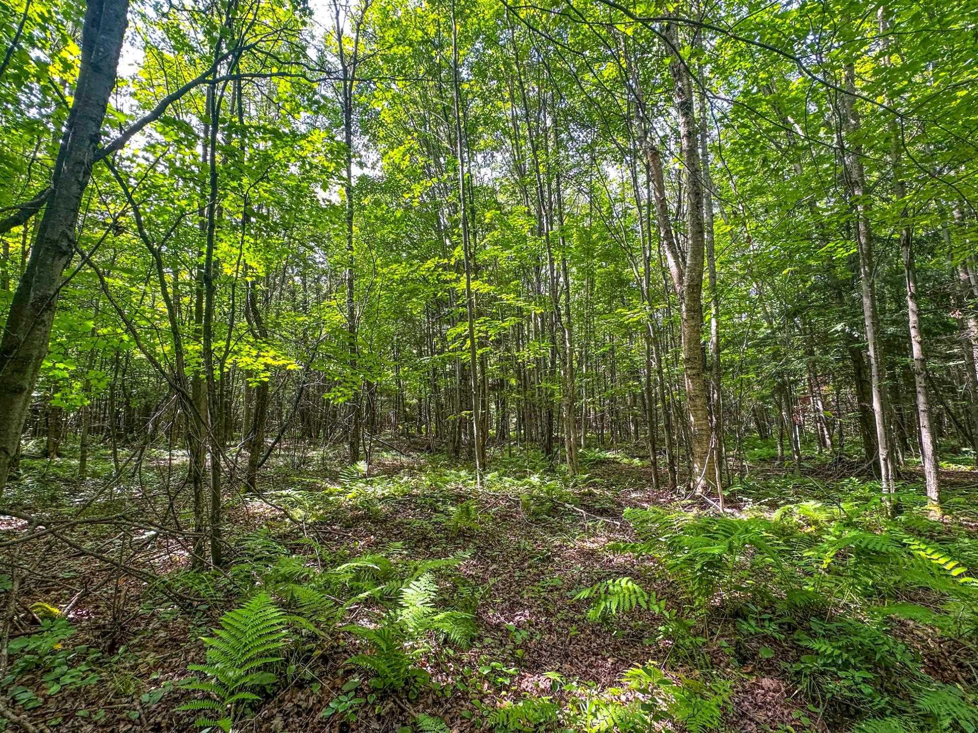 93.89A on KUNDINGER ROAD, Park Falls, Wisconsin 54552, ,Land,For Sale,93.89A on KUNDINGER ROAD,22601354