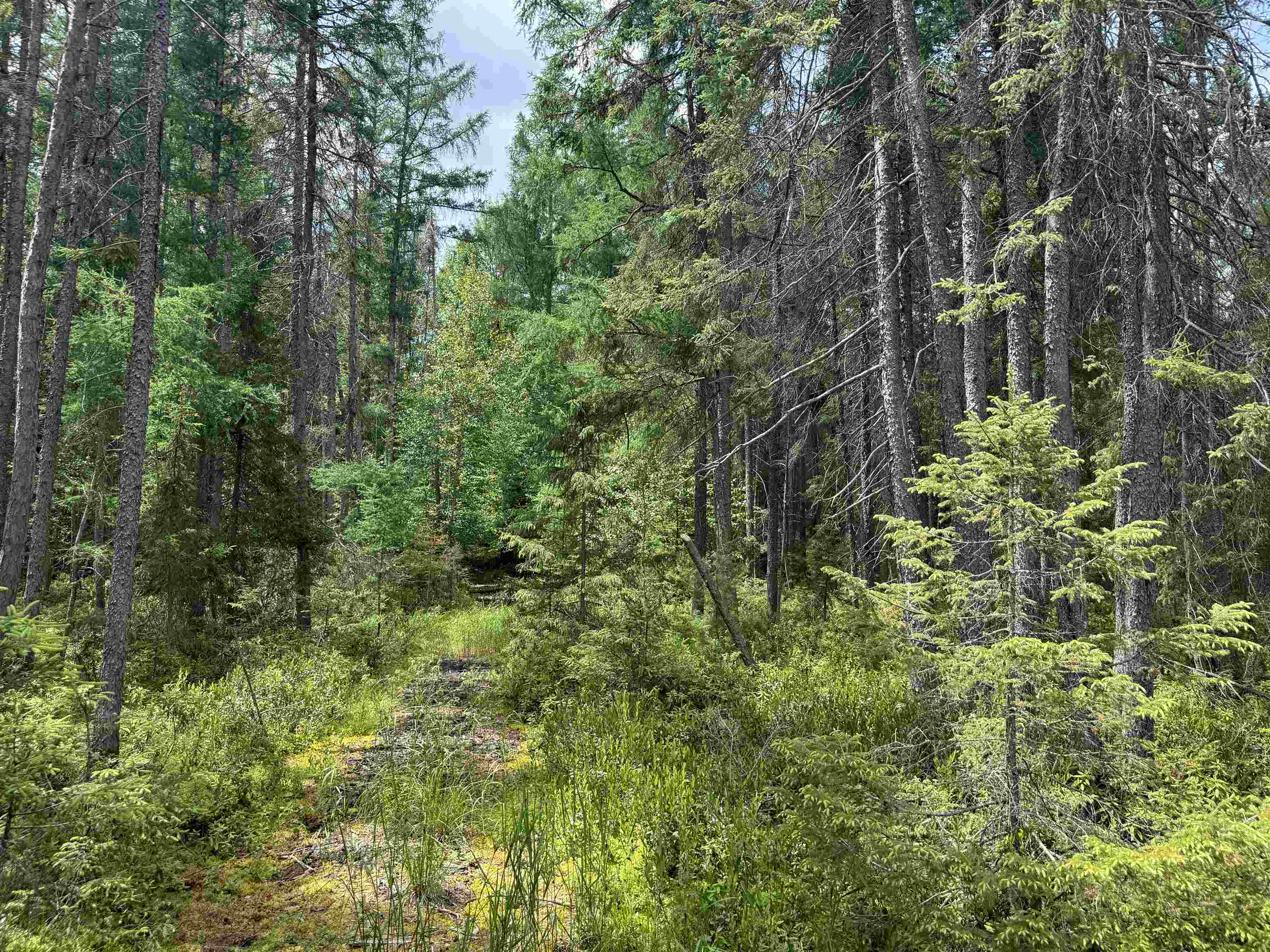 11674 SHERWOOD LANE, Woodruff, Wisconsin 54568, ,Land,For Sale,11674 SHERWOOD LANE,22601436