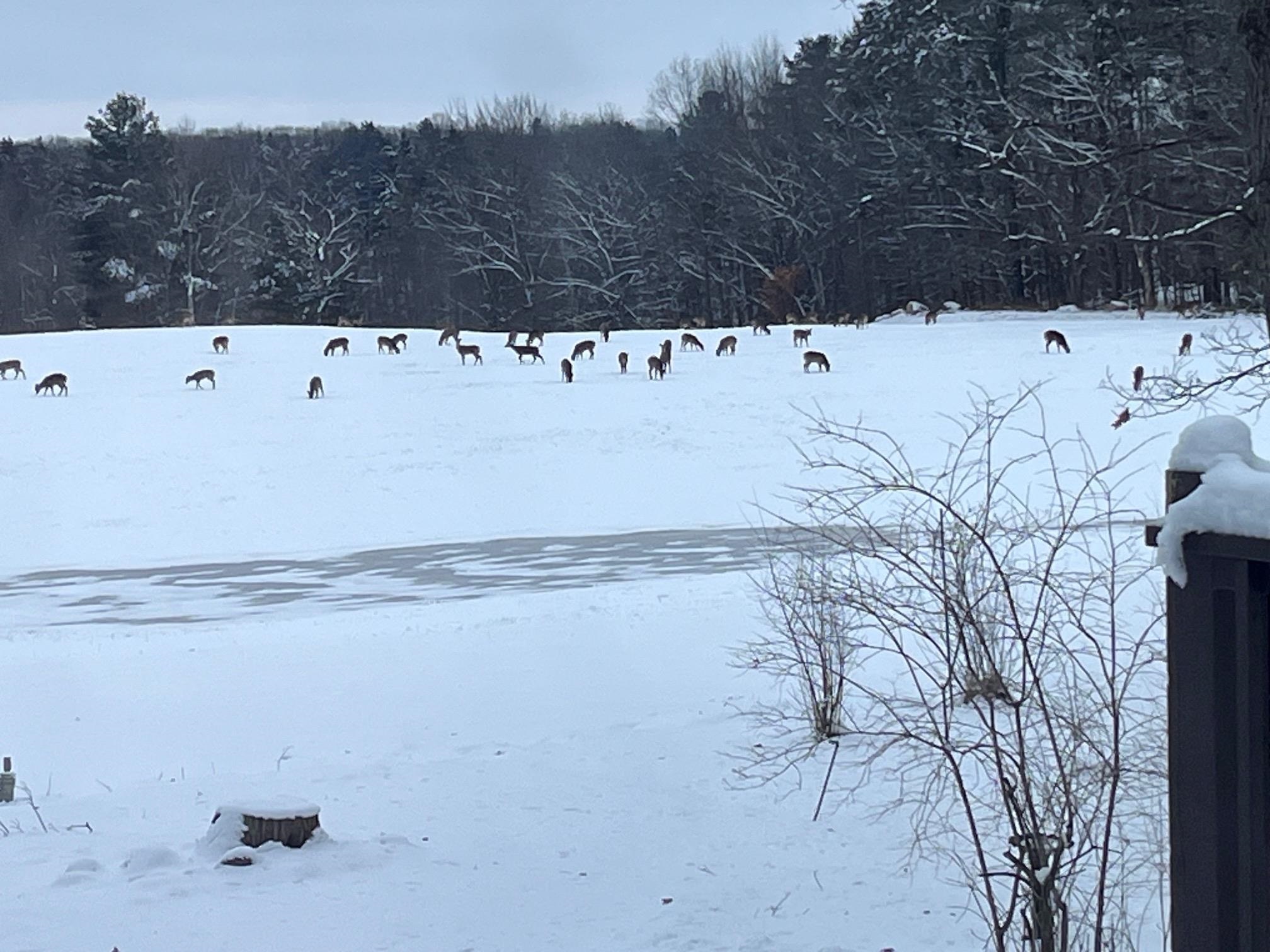 E1517 JOHNSON ROAD, Iola, Wisconsin 54945, 3 Bedrooms Bedrooms, ,3 BathroomsBathrooms,Residential,For Sale,E1517 JOHNSON ROAD,22601439