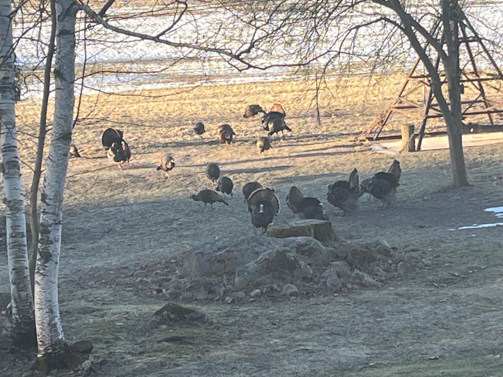 E1517 JOHNSON ROAD, Iola, Wisconsin 54945, 3 Bedrooms Bedrooms, ,3 BathroomsBathrooms,Residential,For Sale,E1517 JOHNSON ROAD,22601439