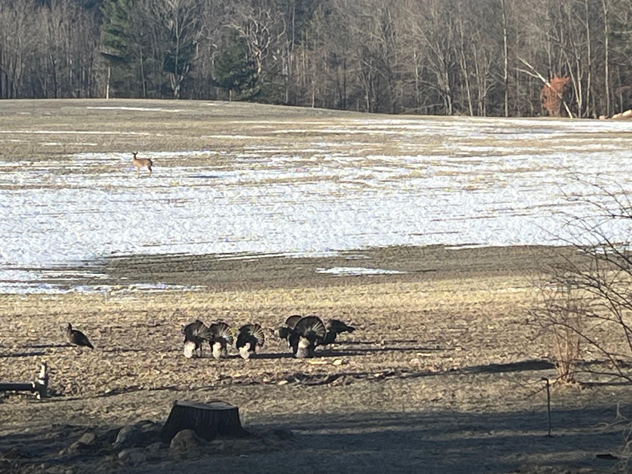 E1517 JOHNSON ROAD, Iola, Wisconsin 54945, 3 Bedrooms Bedrooms, ,3 BathroomsBathrooms,Residential,For Sale,E1517 JOHNSON ROAD,22601439