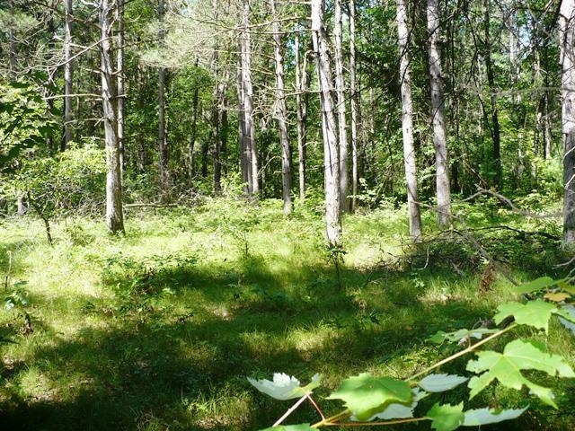 N8879 DICKERSON AVENUE, Willard, Wisconsin 54493, 2 Bedrooms Bedrooms, ,1 BathroomBathrooms,Residential,For Sale,N8879 DICKERSON AVENUE,22601499