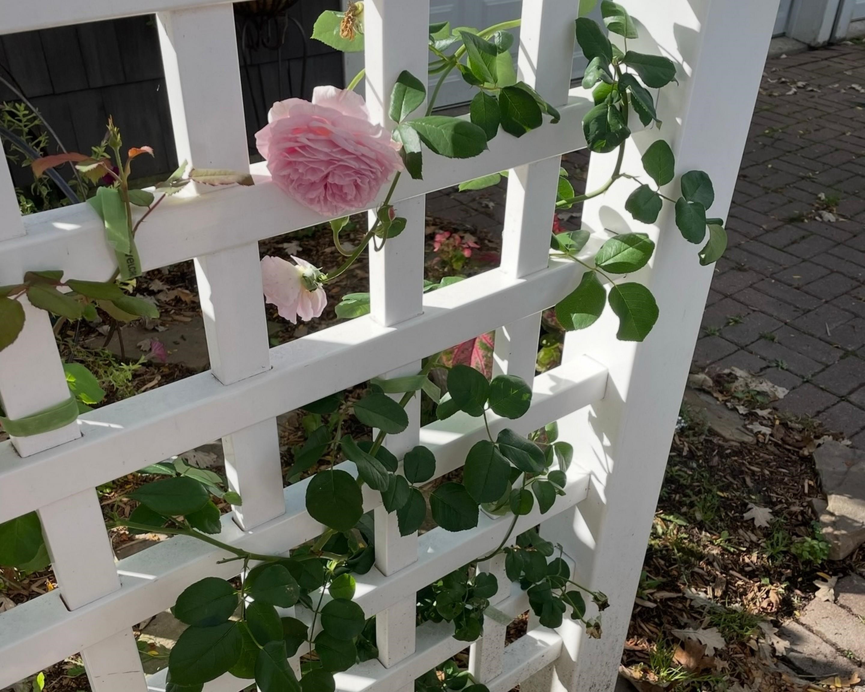 512 HARDACRE AVENUE, Marshfield, Wisconsin 54449, 4 Bedrooms Bedrooms, ,2 BathroomsBathrooms,Residential,For Sale,512 HARDACRE AVENUE,22601528