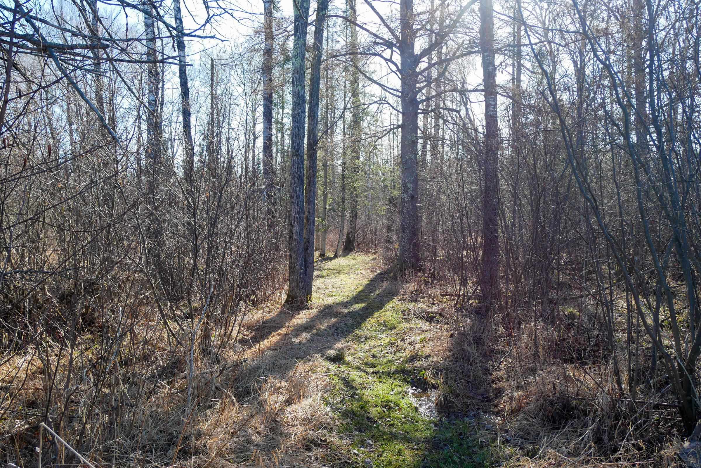 +/-41.85 Acres COUNTY ROAD M, Rib Lake, Wisconsin 54470, ,Land,For Sale,+/-41.85 Acres COUNTY ROAD M,22601561