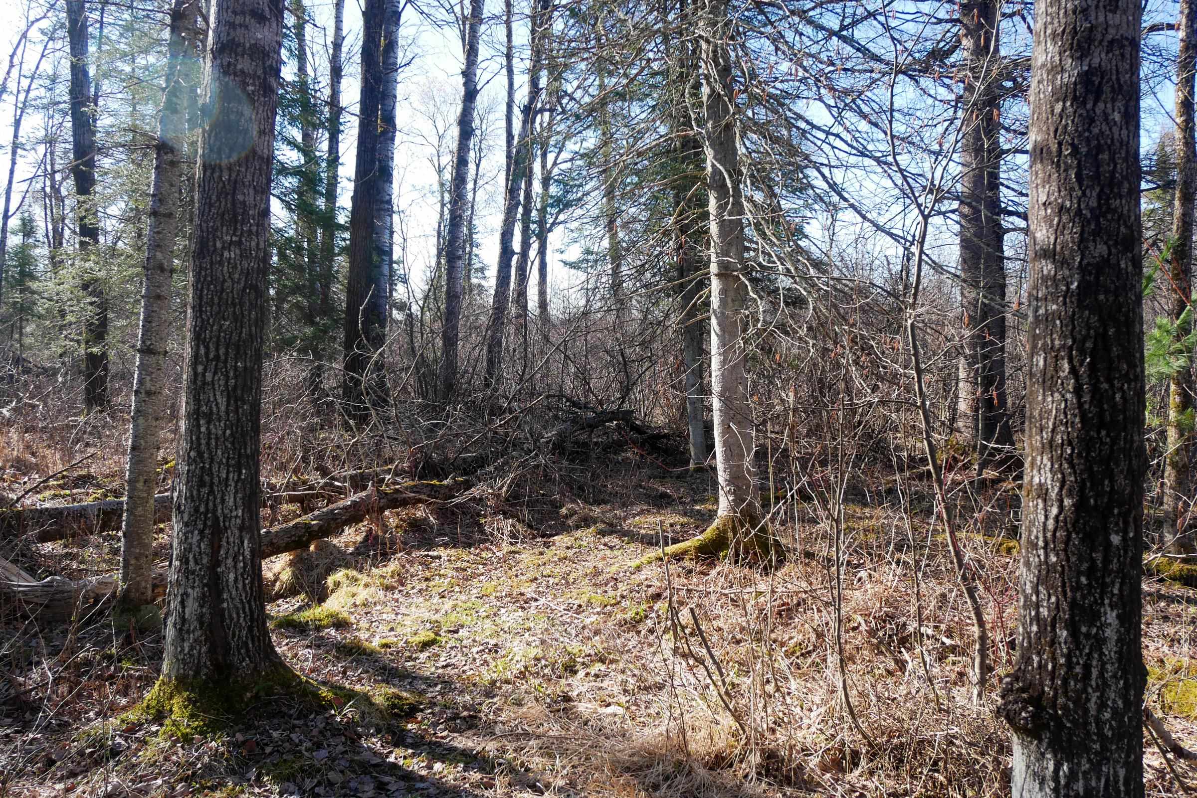 +/-41.85 Acres COUNTY ROAD M, Rib Lake, Wisconsin 54470, ,Land,For Sale,+/-41.85 Acres COUNTY ROAD M,22601561