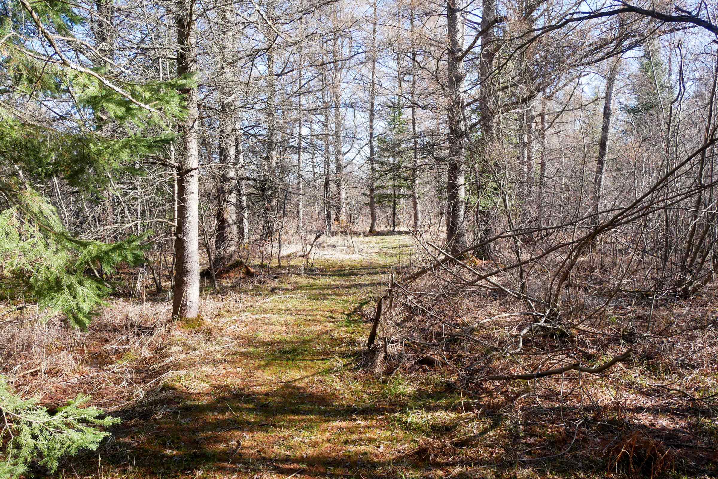 +/-41.85 Acres COUNTY ROAD M, Rib Lake, Wisconsin 54470, ,Land,For Sale,+/-41.85 Acres COUNTY ROAD M,22601561