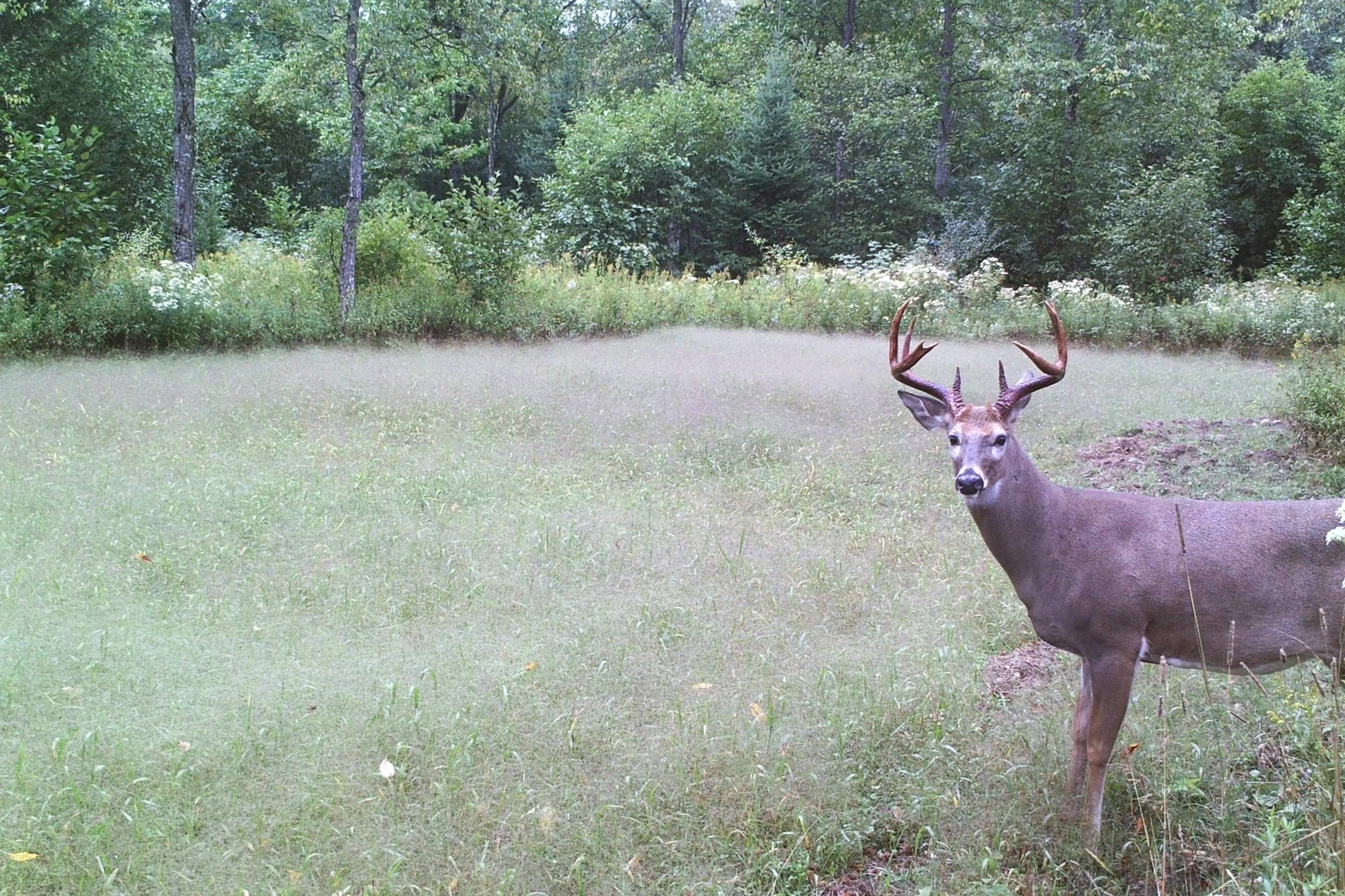 N8466 MAPLEWOOD ROAD, Wittenberg, Wisconsin 54499, 3 Bedrooms Bedrooms, ,2 BathroomsBathrooms,Residential,For Sale,N8466 MAPLEWOOD ROAD,22601636