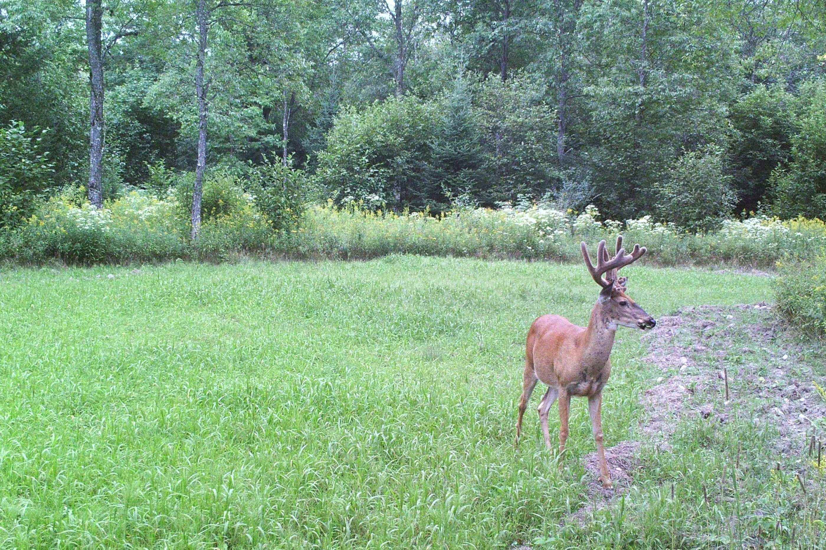 N8466 MAPLEWOOD ROAD, Wittenberg, Wisconsin 54499, 3 Bedrooms Bedrooms, ,2 BathroomsBathrooms,Residential,For Sale,N8466 MAPLEWOOD ROAD,22601636