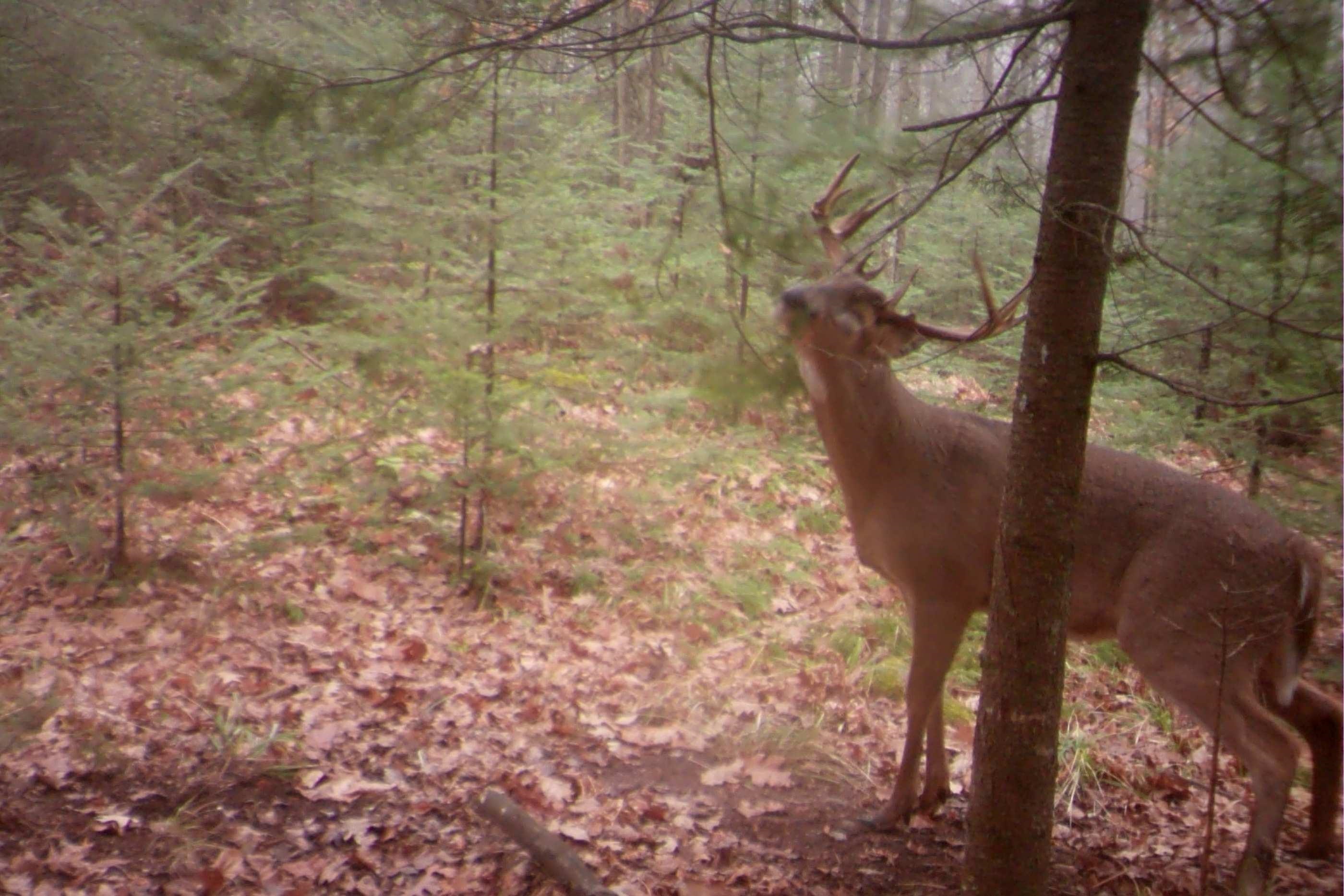 N8466 MAPLEWOOD ROAD, Wittenberg, Wisconsin 54499, 3 Bedrooms Bedrooms, ,2 BathroomsBathrooms,Residential,For Sale,N8466 MAPLEWOOD ROAD,22601636