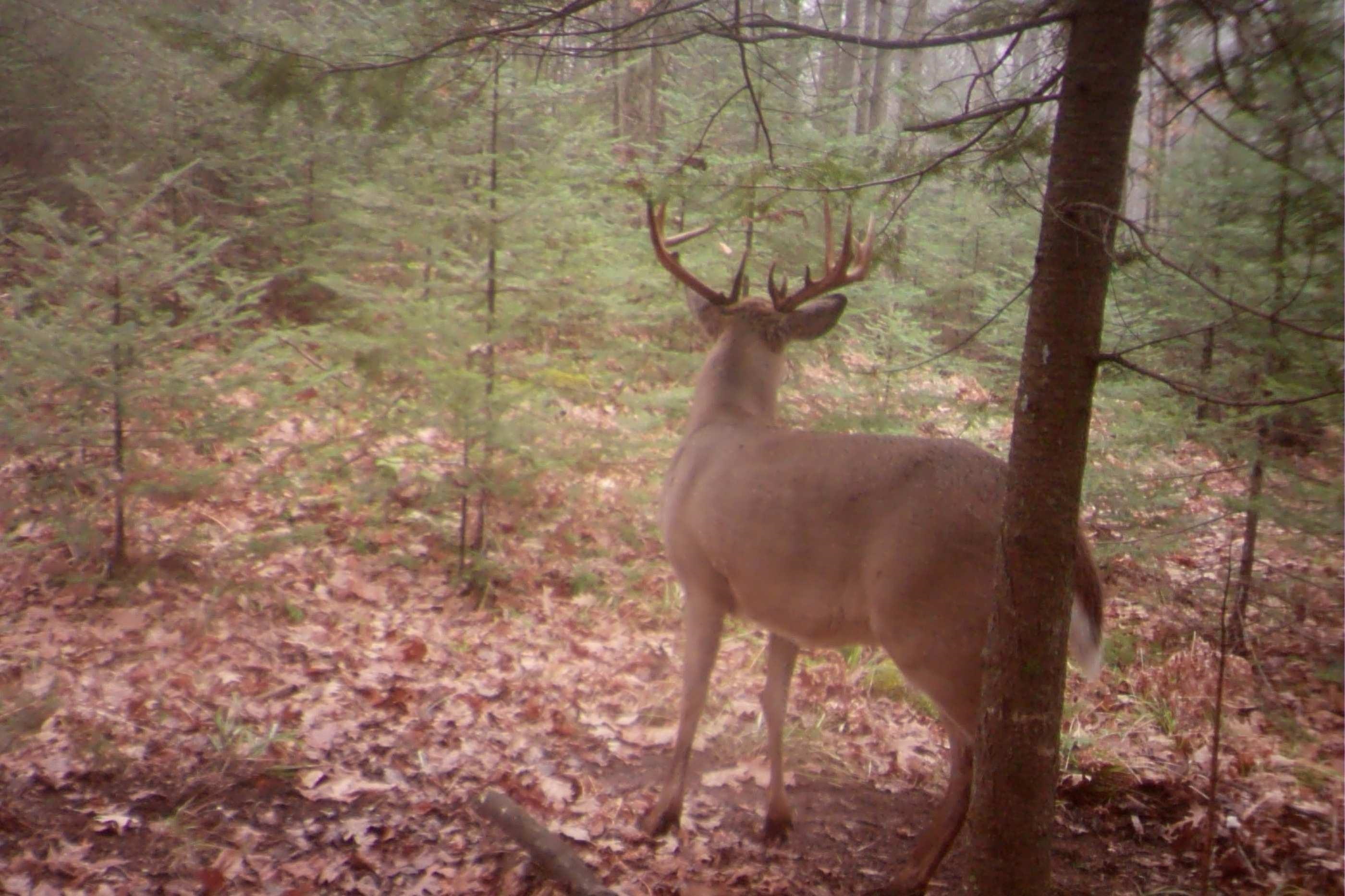 N8466 MAPLEWOOD ROAD, Wittenberg, Wisconsin 54499, 3 Bedrooms Bedrooms, ,2 BathroomsBathrooms,Residential,For Sale,N8466 MAPLEWOOD ROAD,22601636