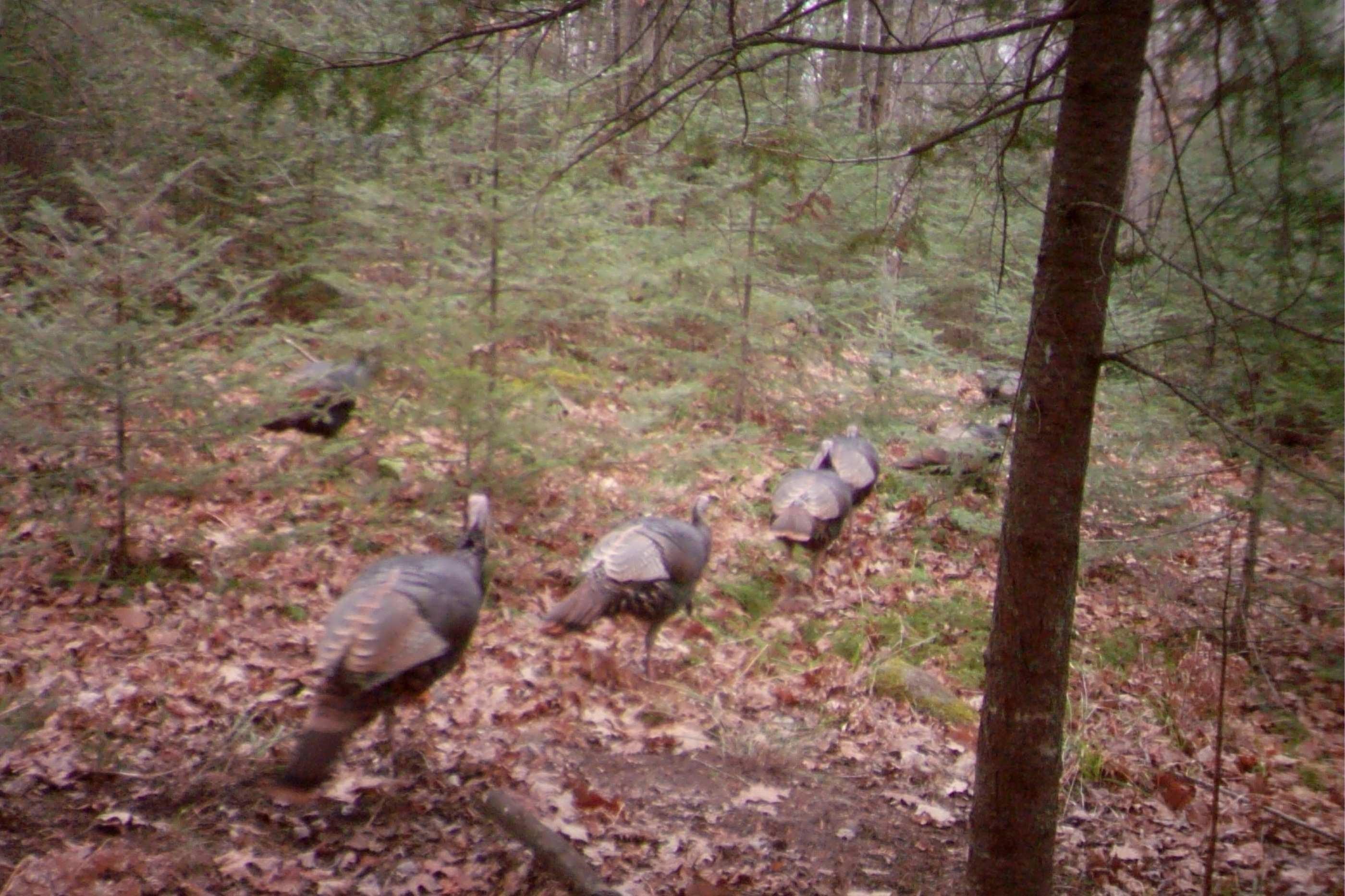 N8466 MAPLEWOOD ROAD, Wittenberg, Wisconsin 54499, 3 Bedrooms Bedrooms, ,2 BathroomsBathrooms,Residential,For Sale,N8466 MAPLEWOOD ROAD,22601636