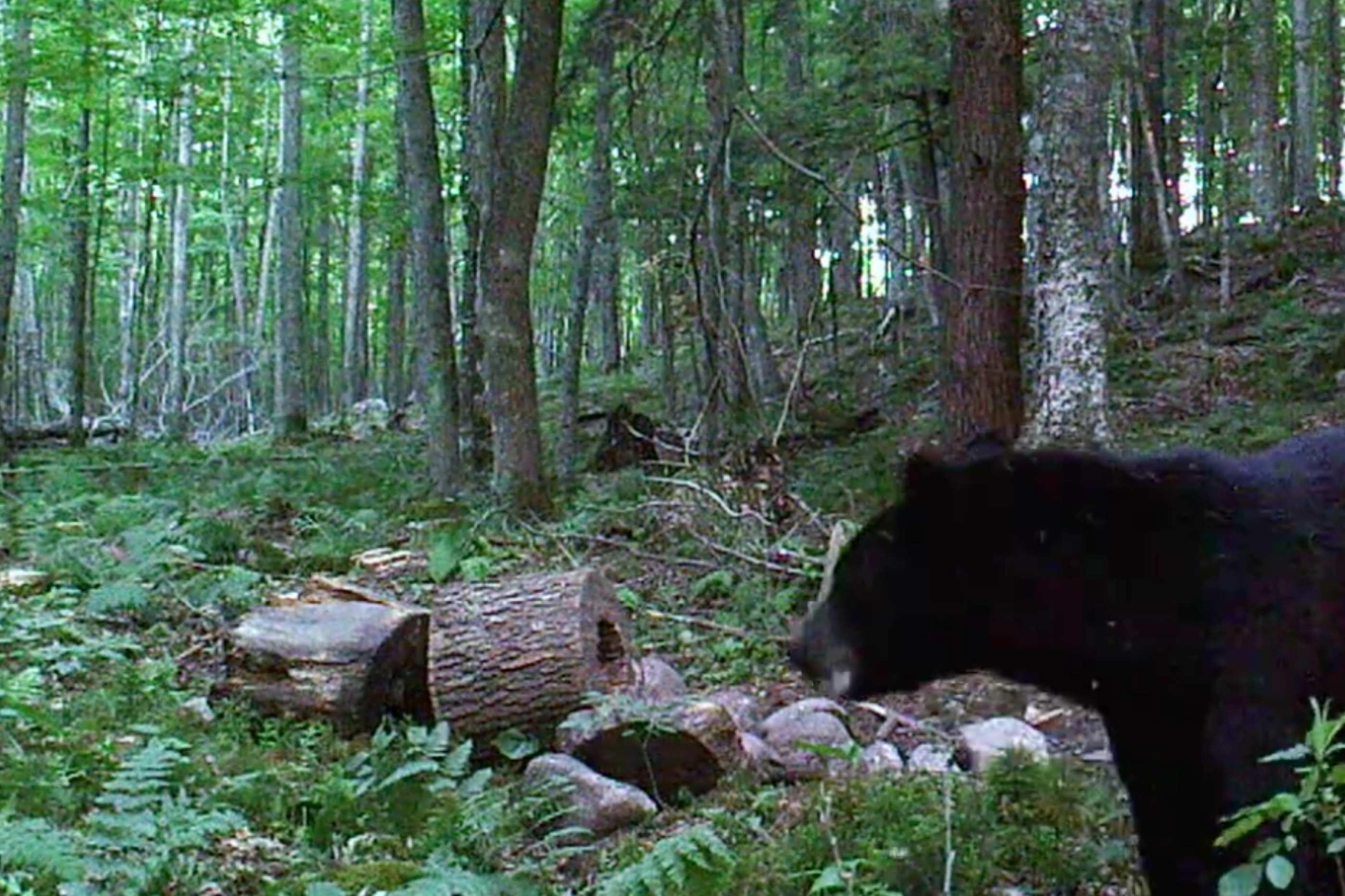 N8466 MAPLEWOOD ROAD, Wittenberg, Wisconsin 54499, 3 Bedrooms Bedrooms, ,2 BathroomsBathrooms,Residential,For Sale,N8466 MAPLEWOOD ROAD,22601636