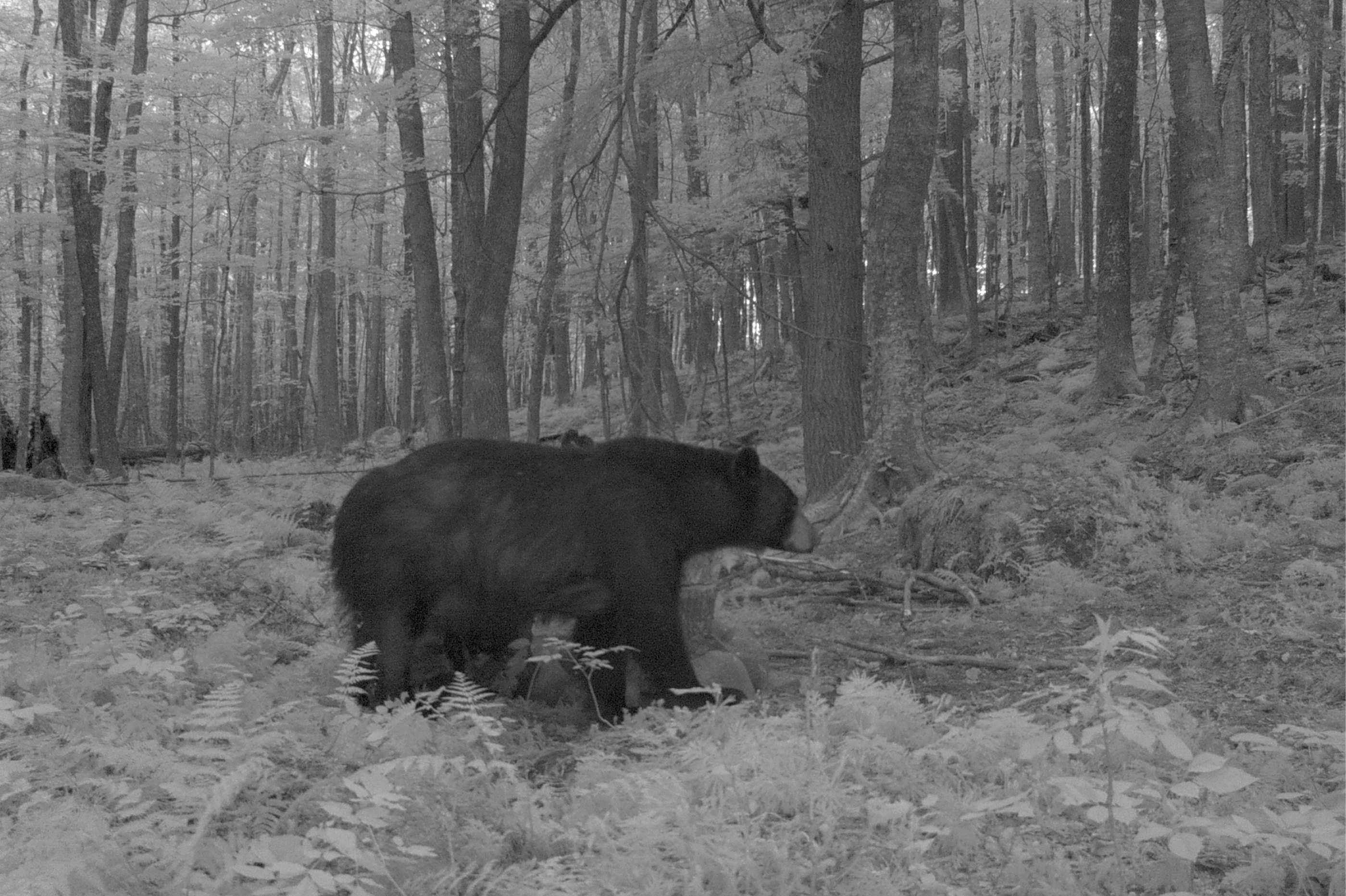 N8466 MAPLEWOOD ROAD, Wittenberg, Wisconsin 54499, 3 Bedrooms Bedrooms, ,2 BathroomsBathrooms,Residential,For Sale,N8466 MAPLEWOOD ROAD,22601636