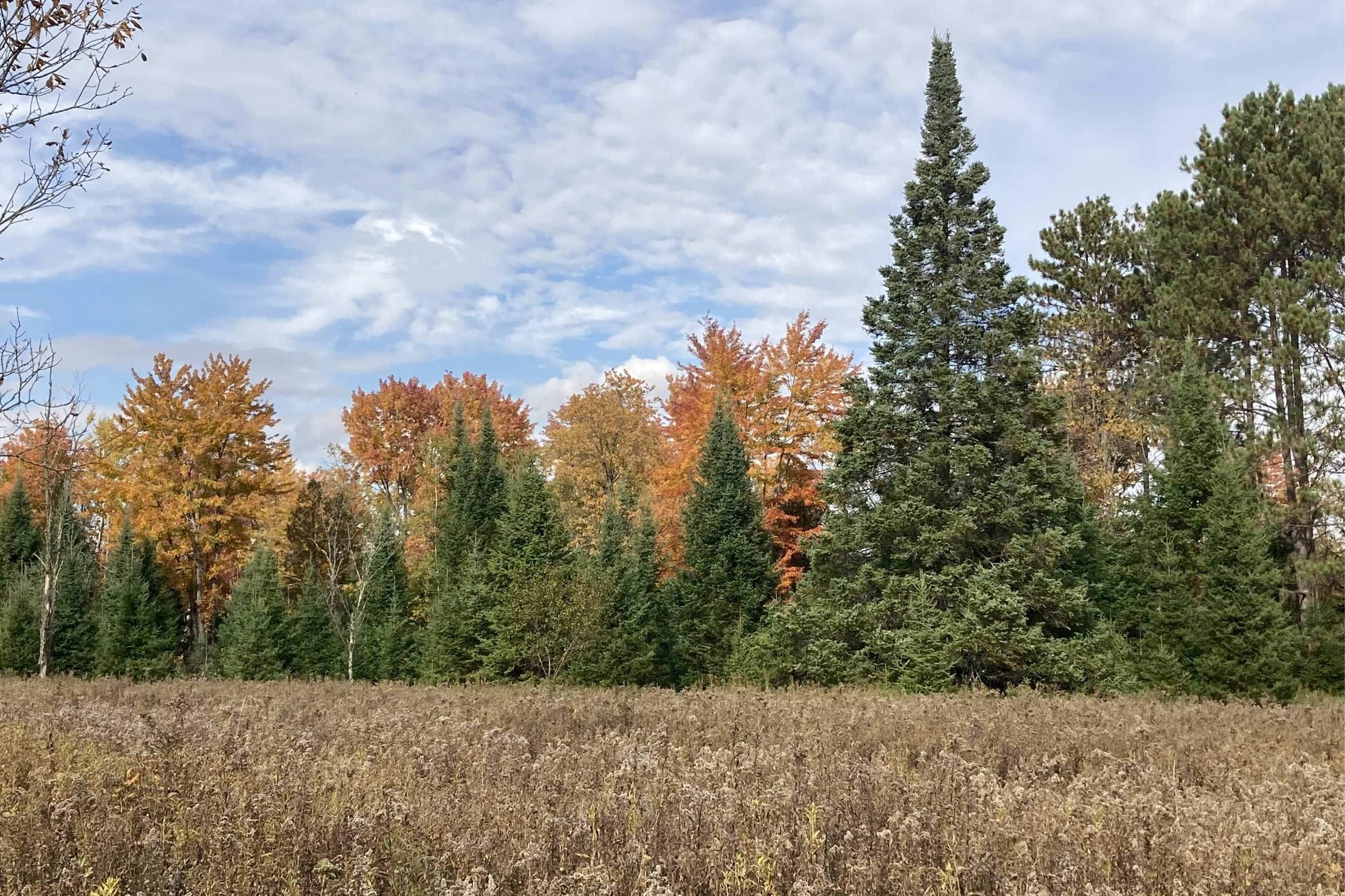 N8466 MAPLEWOOD ROAD, Wittenberg, Wisconsin 54499, 3 Bedrooms Bedrooms, ,2 BathroomsBathrooms,Residential,For Sale,N8466 MAPLEWOOD ROAD,22601636