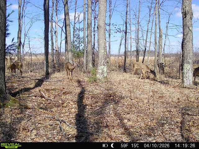 21 ACRES, LINWOOD, Wisconsin 54481, ,Land,For Sale,21 ACRES,22601666