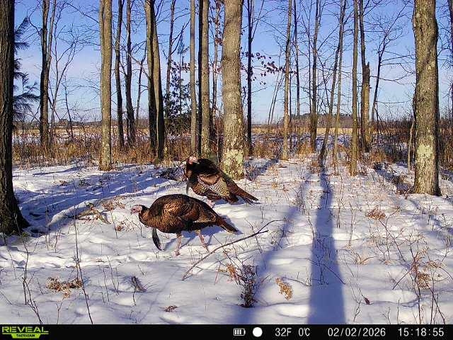 21 ACRES, LINWOOD, Wisconsin 54481, ,Land,For Sale,21 ACRES,22601666