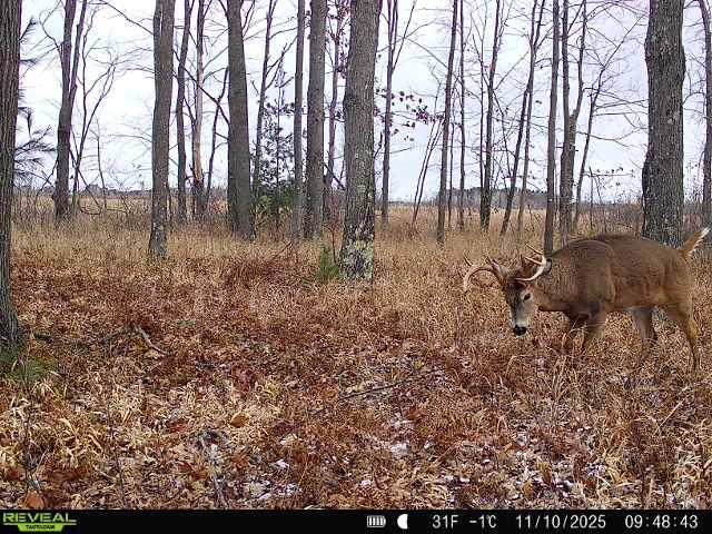 21 ACRES, LINWOOD, Wisconsin 54481, ,Land,For Sale,21 ACRES,22601666