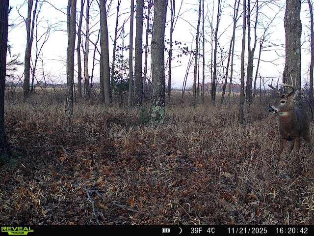 21 ACRES, LINWOOD, Wisconsin 54481, ,Land,For Sale,21 ACRES,22601666
