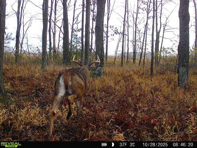 21 ACRES, LINWOOD, Wisconsin 54481, ,Land,For Sale,21 ACRES,22601666