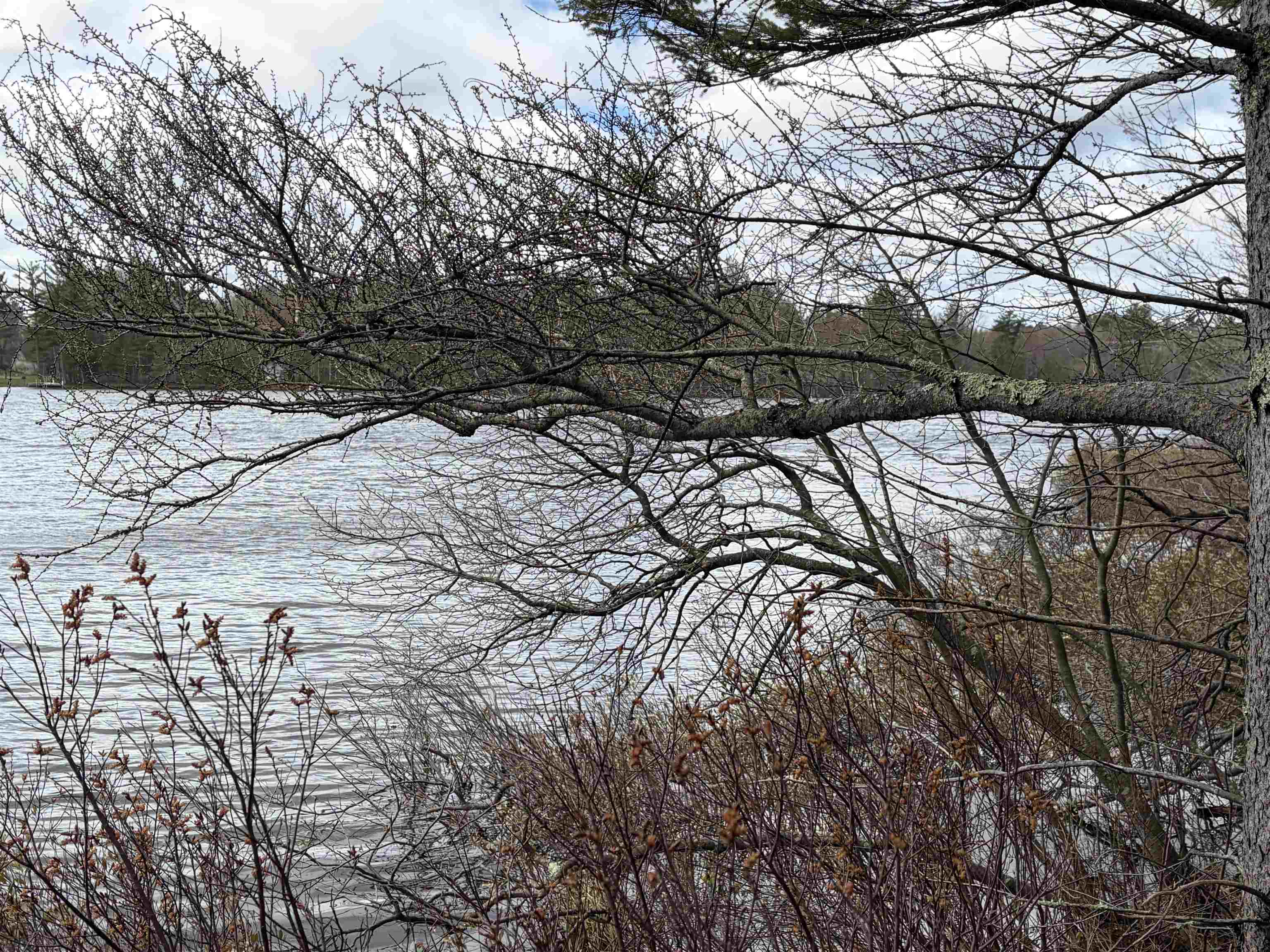 ON WHISPERING PINES DRIVE, Tomahawk, Wisconsin 54487, ,Land,For Sale,ON WHISPERING PINES DRIVE,22601699
