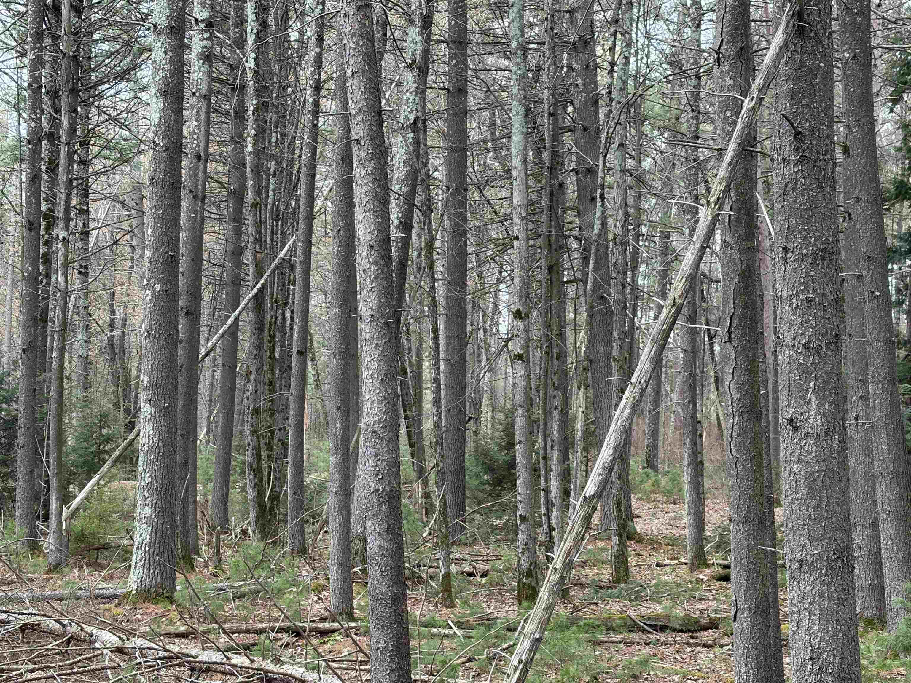 ON WHISPERING PINES DRIVE, Tomahawk, Wisconsin 54487, ,Land,For Sale,ON WHISPERING PINES DRIVE,22601699