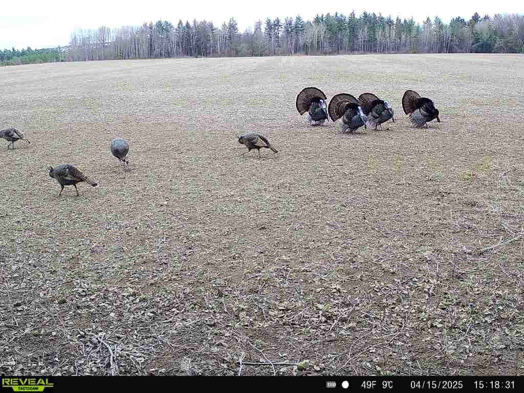 120 Acres MOL STETTIN DRIVE, Wausau, Wisconsin 54401, ,Land,For Sale,120 Acres MOL STETTIN DRIVE,22601766