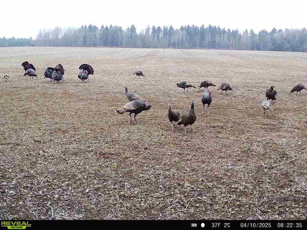 120 Acres MOL STETTIN DRIVE, Wausau, Wisconsin 54401, ,Land,For Sale,120 Acres MOL STETTIN DRIVE,22601766