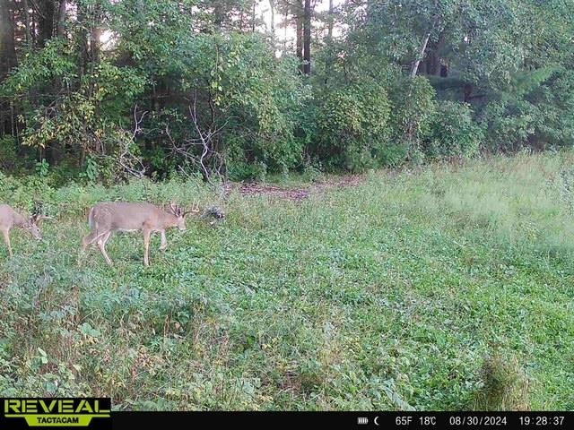 120 Acres MOL STETTIN DRIVE, Wausau, Wisconsin 54401, ,Land,For Sale,120 Acres MOL STETTIN DRIVE,22601766