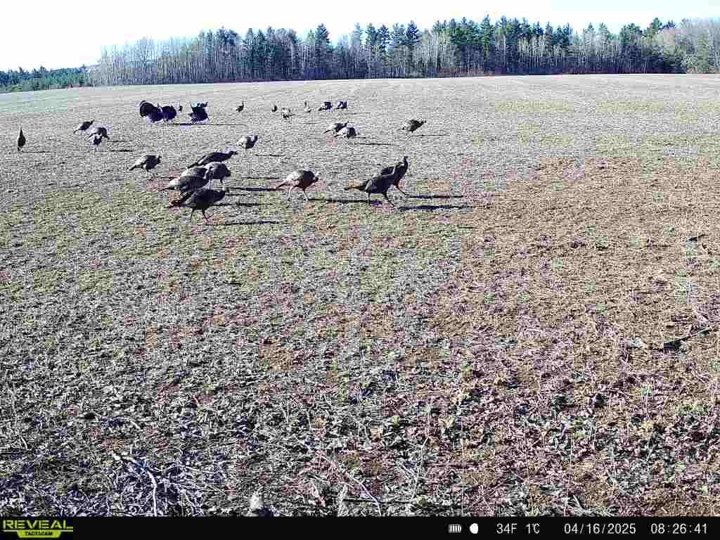 120 Acres MOL STETTIN DRIVE, Wausau, Wisconsin 54401, ,Land,For Sale,120 Acres MOL STETTIN DRIVE,22601766