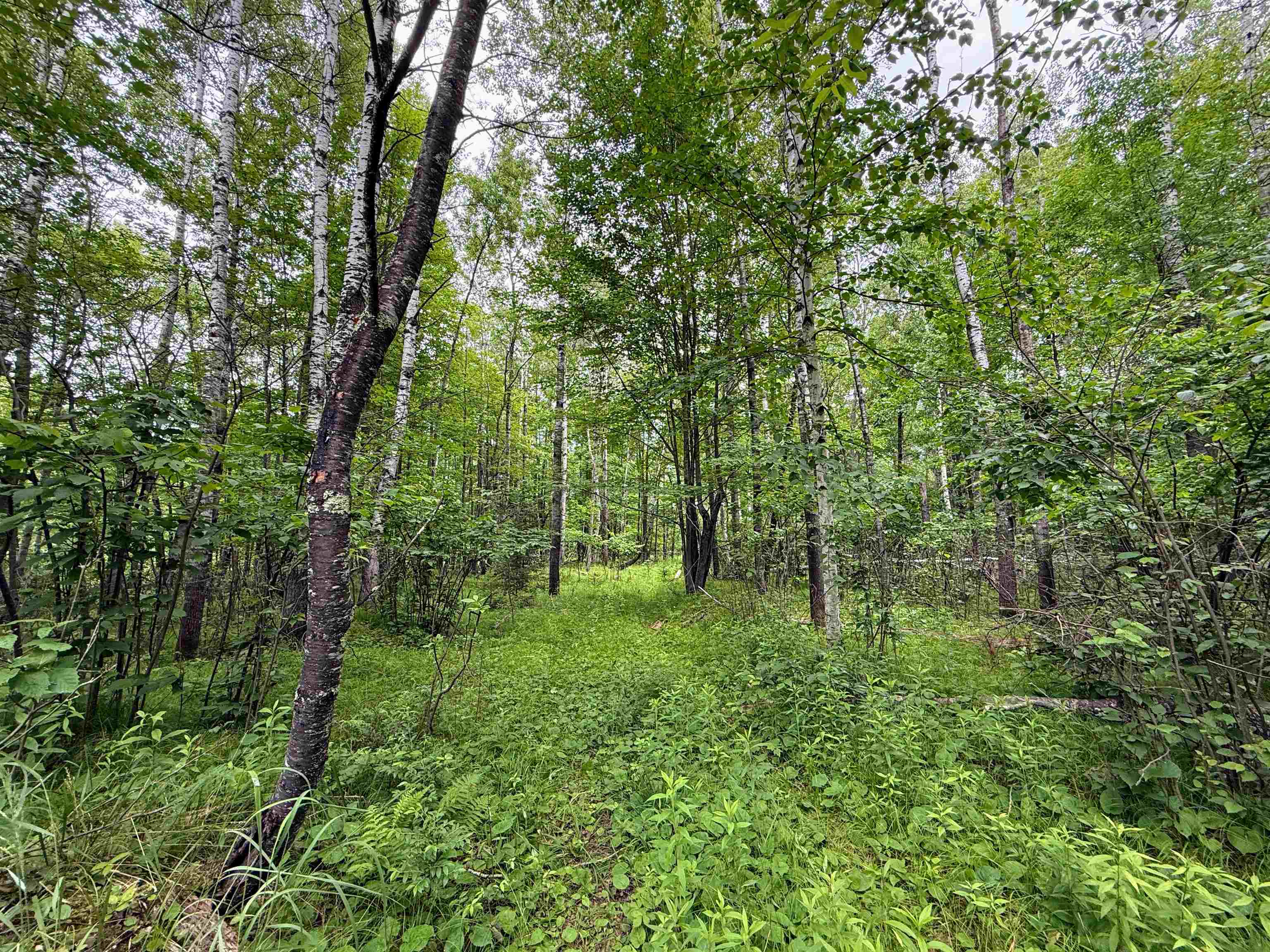 4.39 Ac On E SOO LAKE ROAD, Phillips, Wisconsin 54555, ,Land,For Sale,4.39 Ac On E SOO LAKE ROAD,22601769